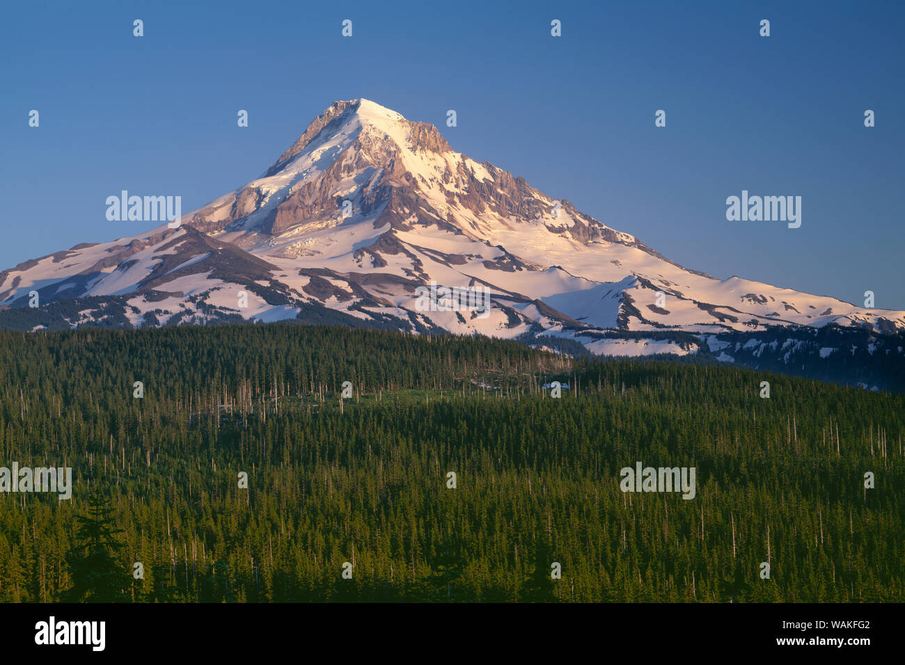 USA, Oregon. Mount Hood National Forest, Abendlicht auf der Nordseite von Damm, Haube und Nadelwald. Stockfoto