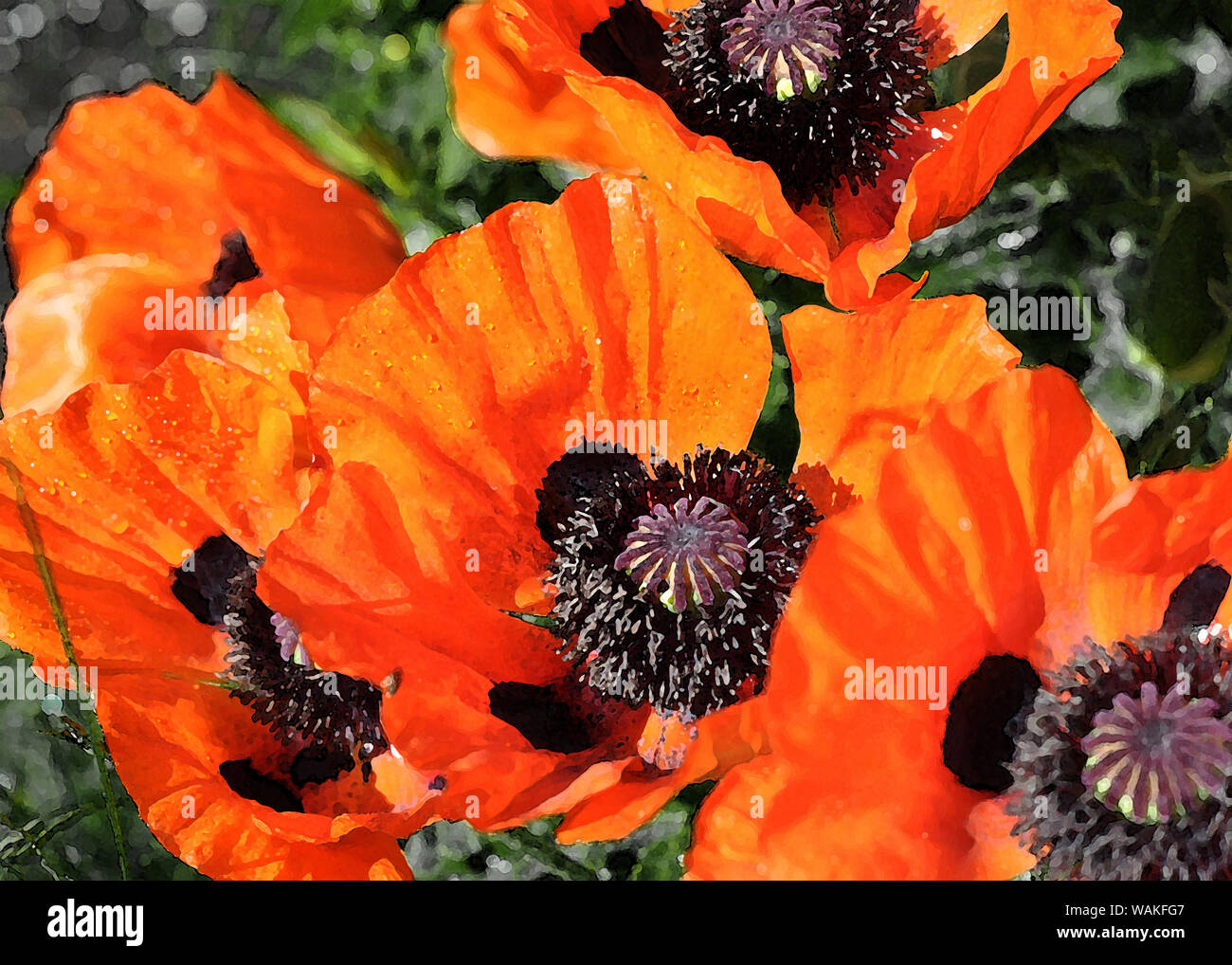 Mohn Blumen in der Malerei Stil Stockfoto