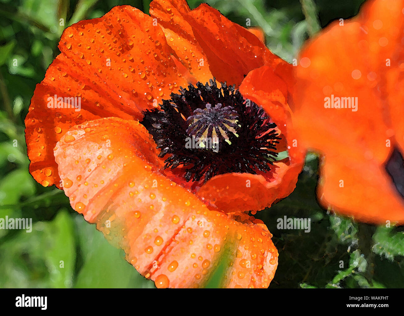 Mohn Blumen in der Malerei Stil Stockfoto