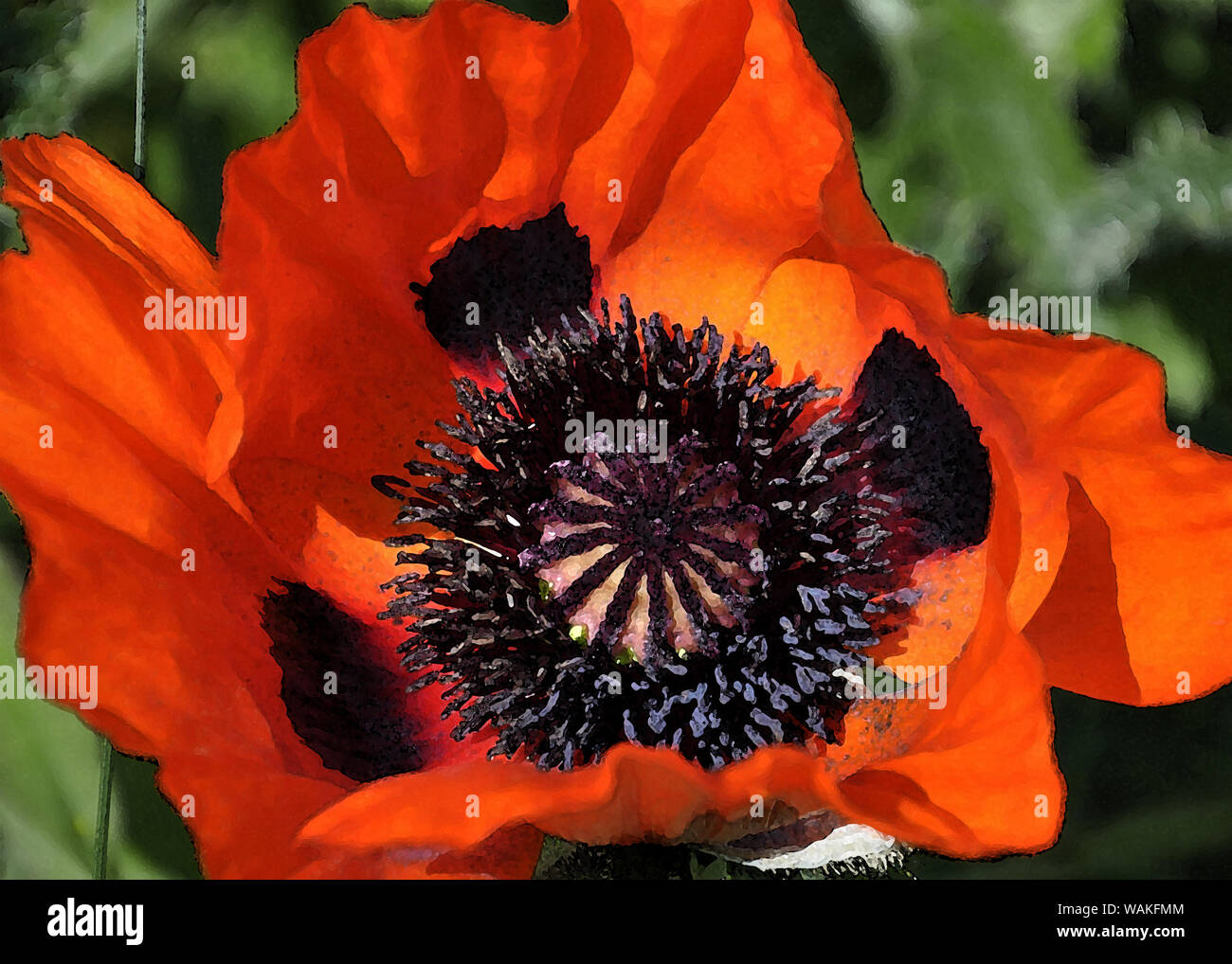 Mohn Blumen in der Malerei Stil Stockfoto