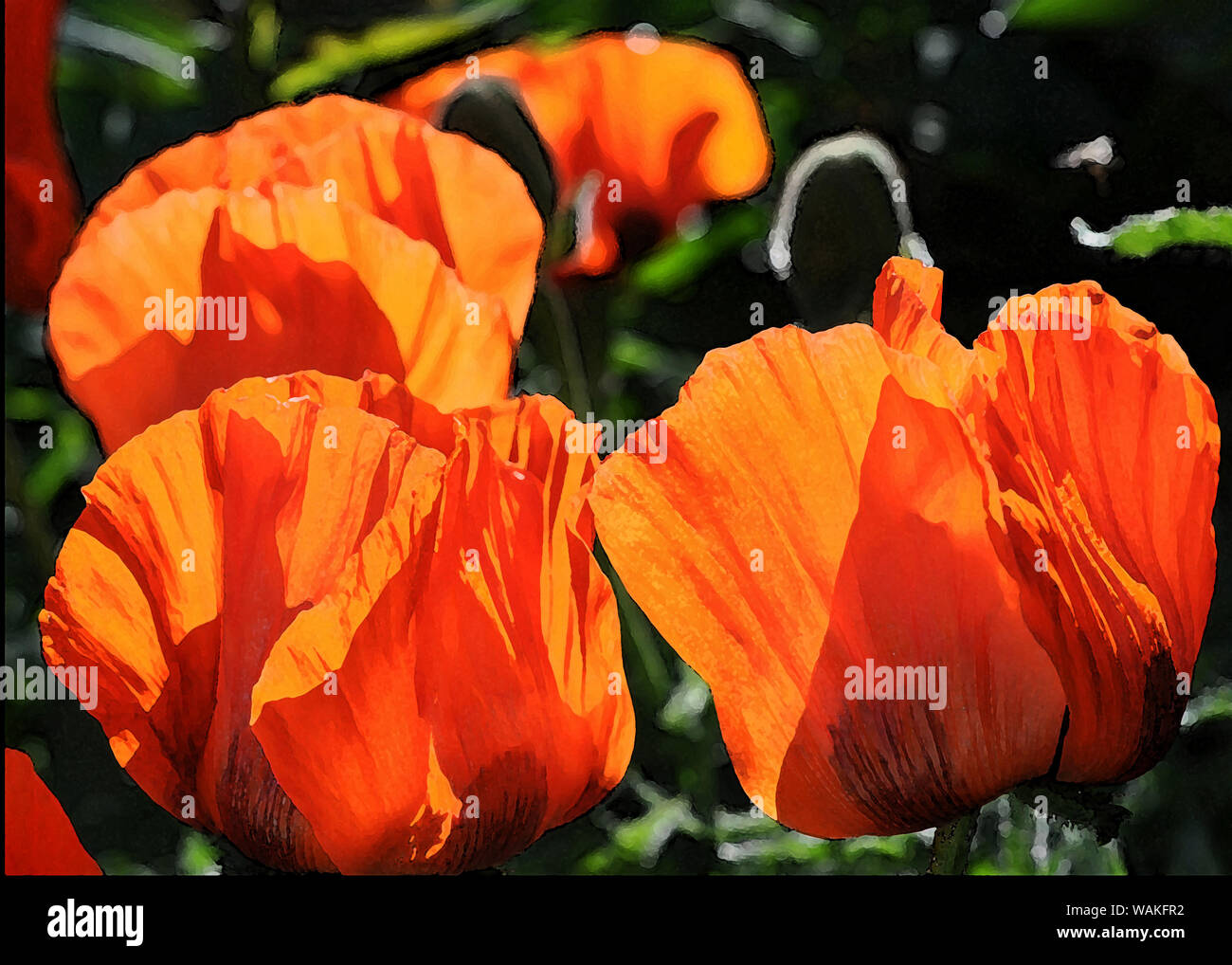 Mohn Blumen in der Malerei Stil Stockfoto