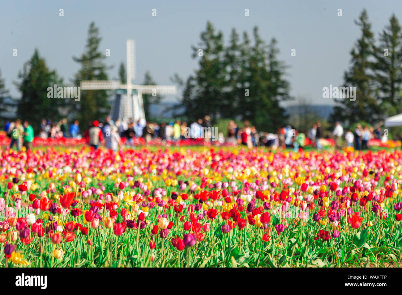 Holzschuh Tulip Farm, Willamette Valley, Oregon. (Redaktionelle nur verwenden) Stockfoto