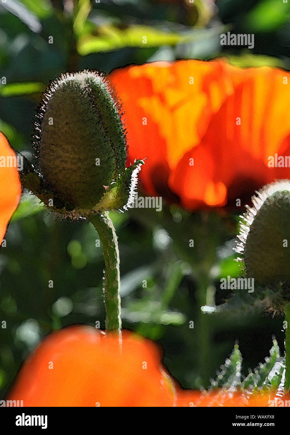 Mohn Blumen in der Malerei Stil Stockfoto