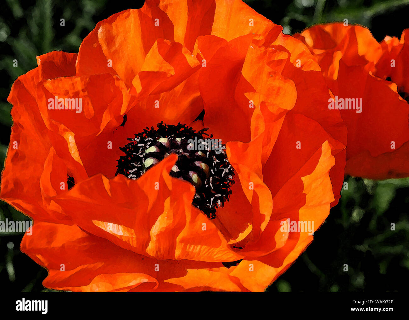 Mohn Blumen in der Malerei Stil Stockfoto