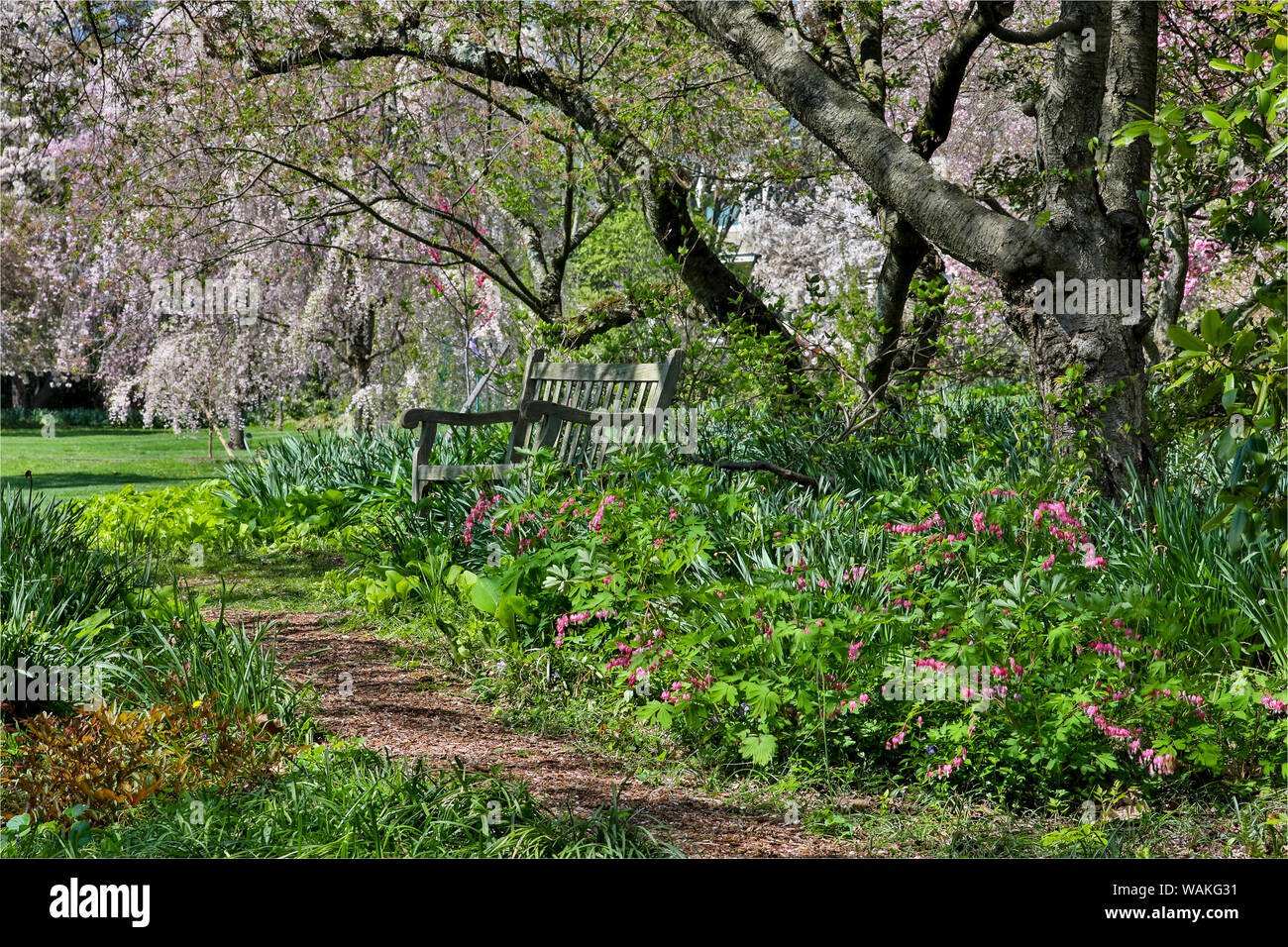 Blühende Kirschbäume im Garten in Strathmore College, Pennsylvania Stockfoto