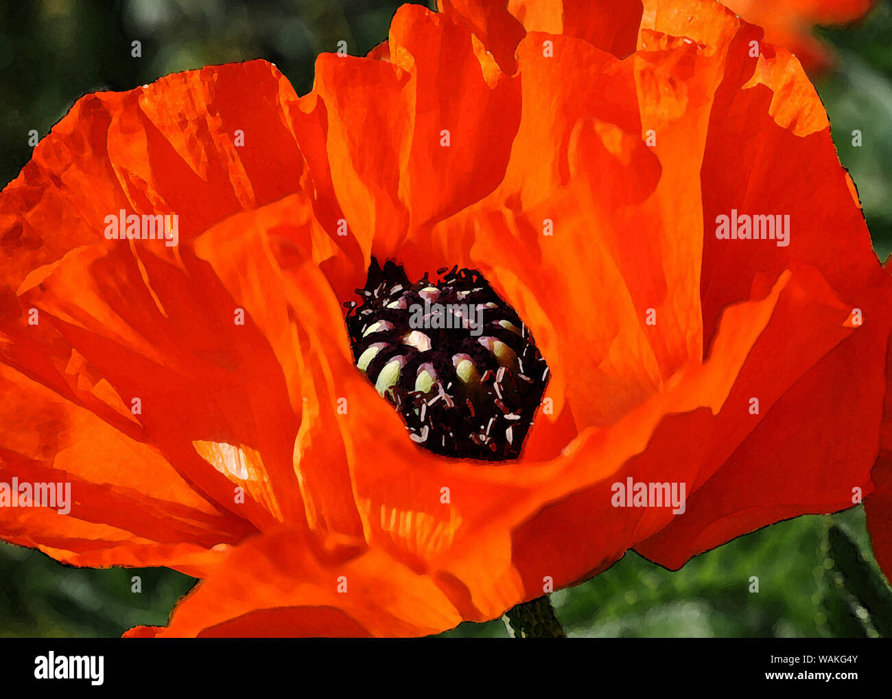 Mohn Blumen in der Malerei Stil Stockfoto