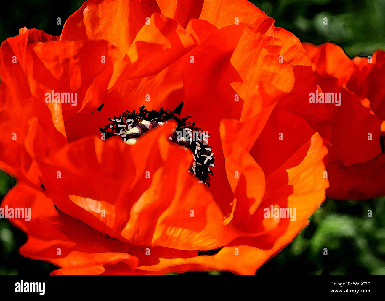Mohn Blumen in der Malerei Stil Stockfoto