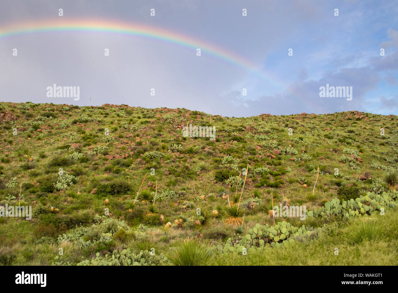 Chihuahuan Wüste. Stockfoto