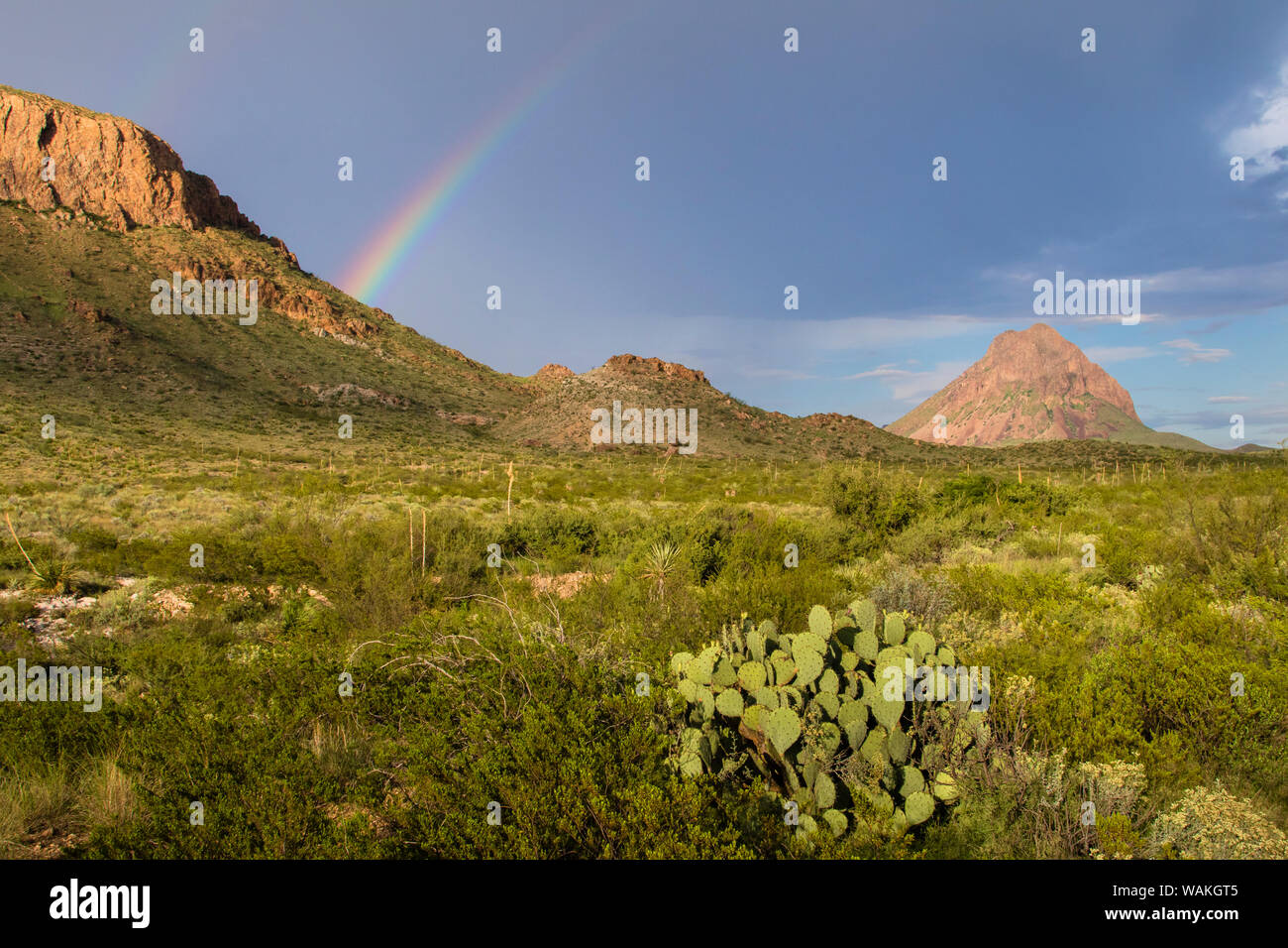 Chihuahuan Wüste. Stockfoto