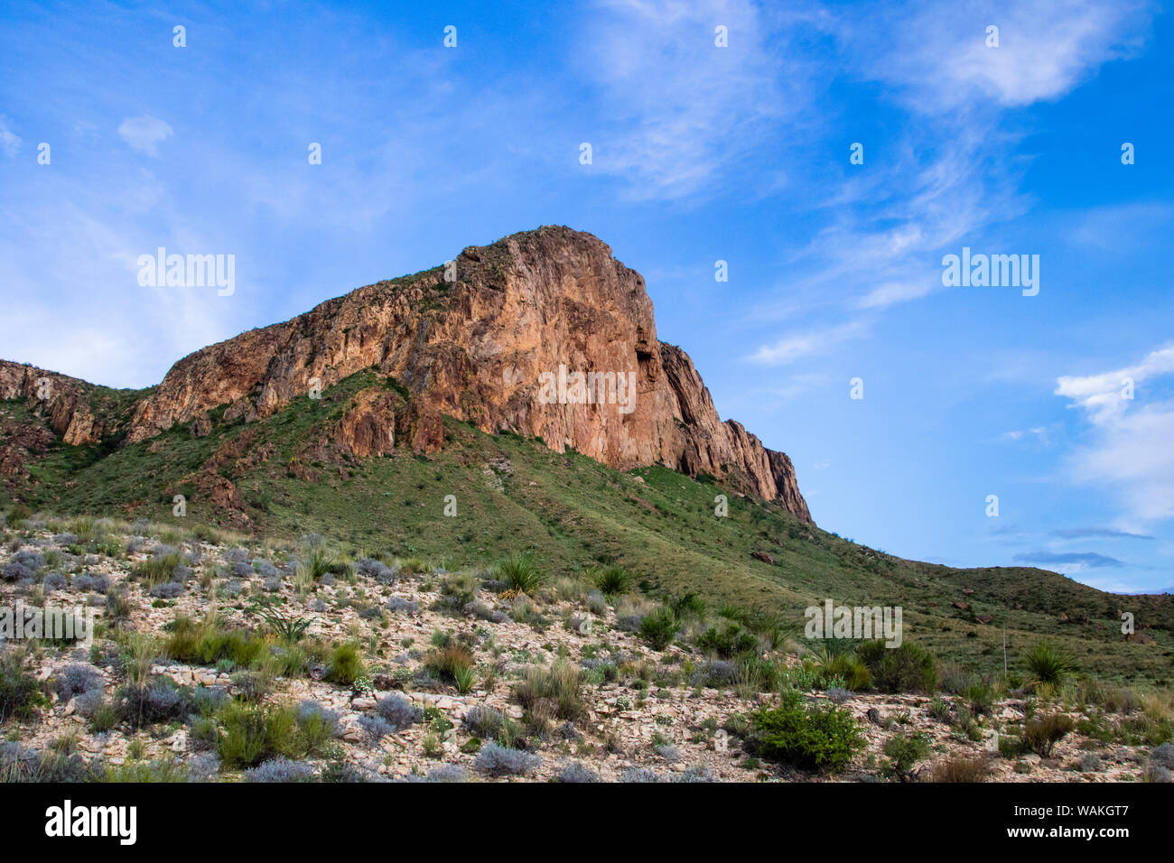 Chihuahuan Wüste. Stockfoto