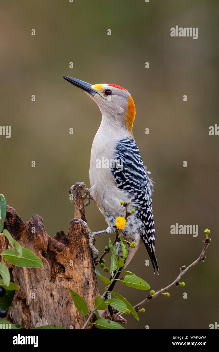 Golden-fronted Specht (Melanerpes aurifrons) Grünfutter. Stockfoto