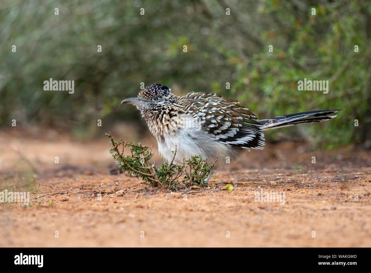 Mehr Roadrunner (Geococcyx californianus) im Lebensraum. Stockfoto