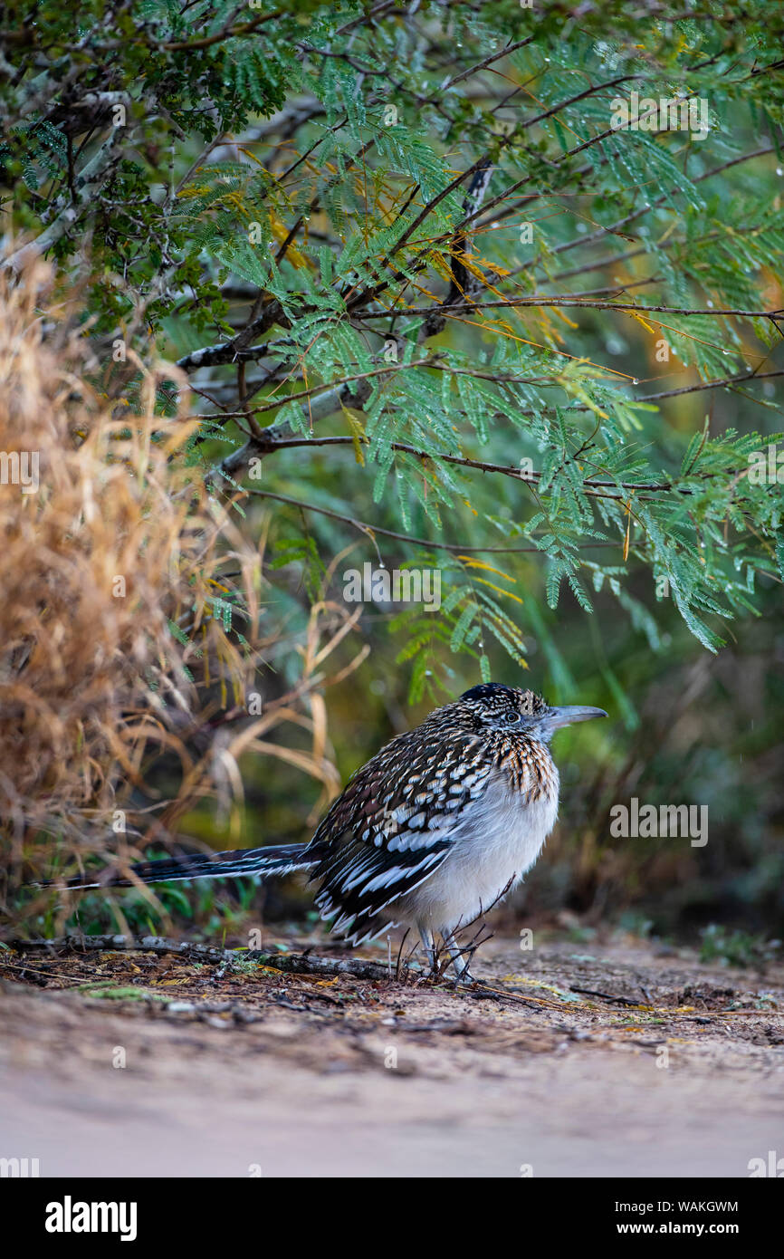 Mehr Roadrunner (Geococcyx californianus) im Lebensraum. Stockfoto