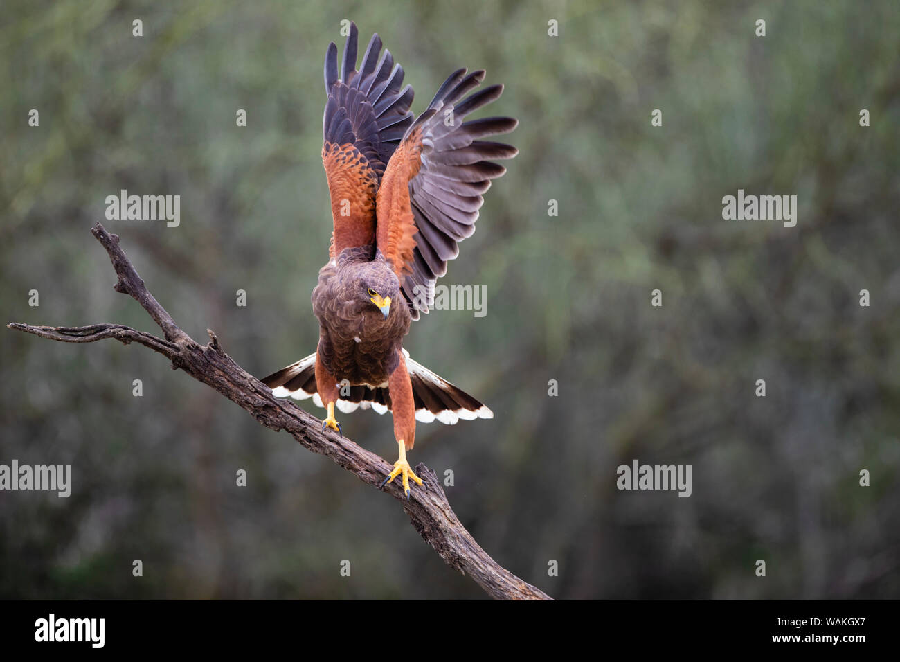 Harris Hawk (Parabuteo unicinctus) Landung. Stockfoto