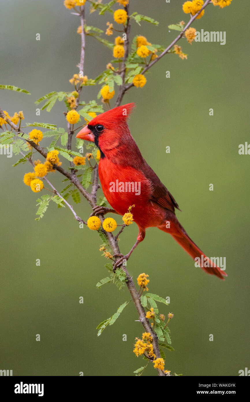 Northern cardinal (Cardinalis cardinalis) thront. Stockfoto