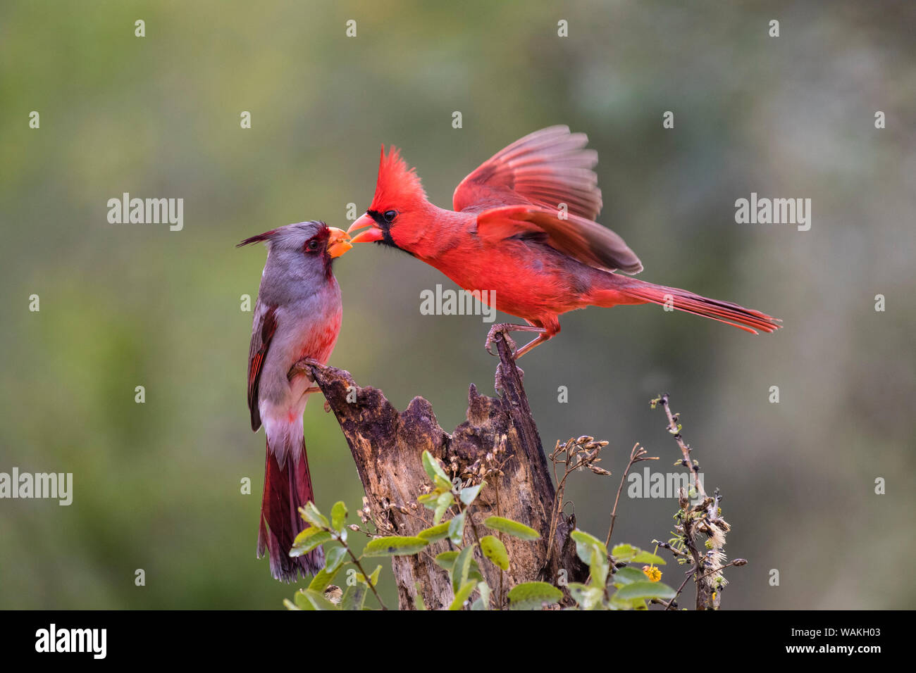 Northern cardinal (Cardinalis cardinalis) und Pyrrhuloxia (Cardinalis sinuatus) Männer kämpfen für eine Stange. Stockfoto