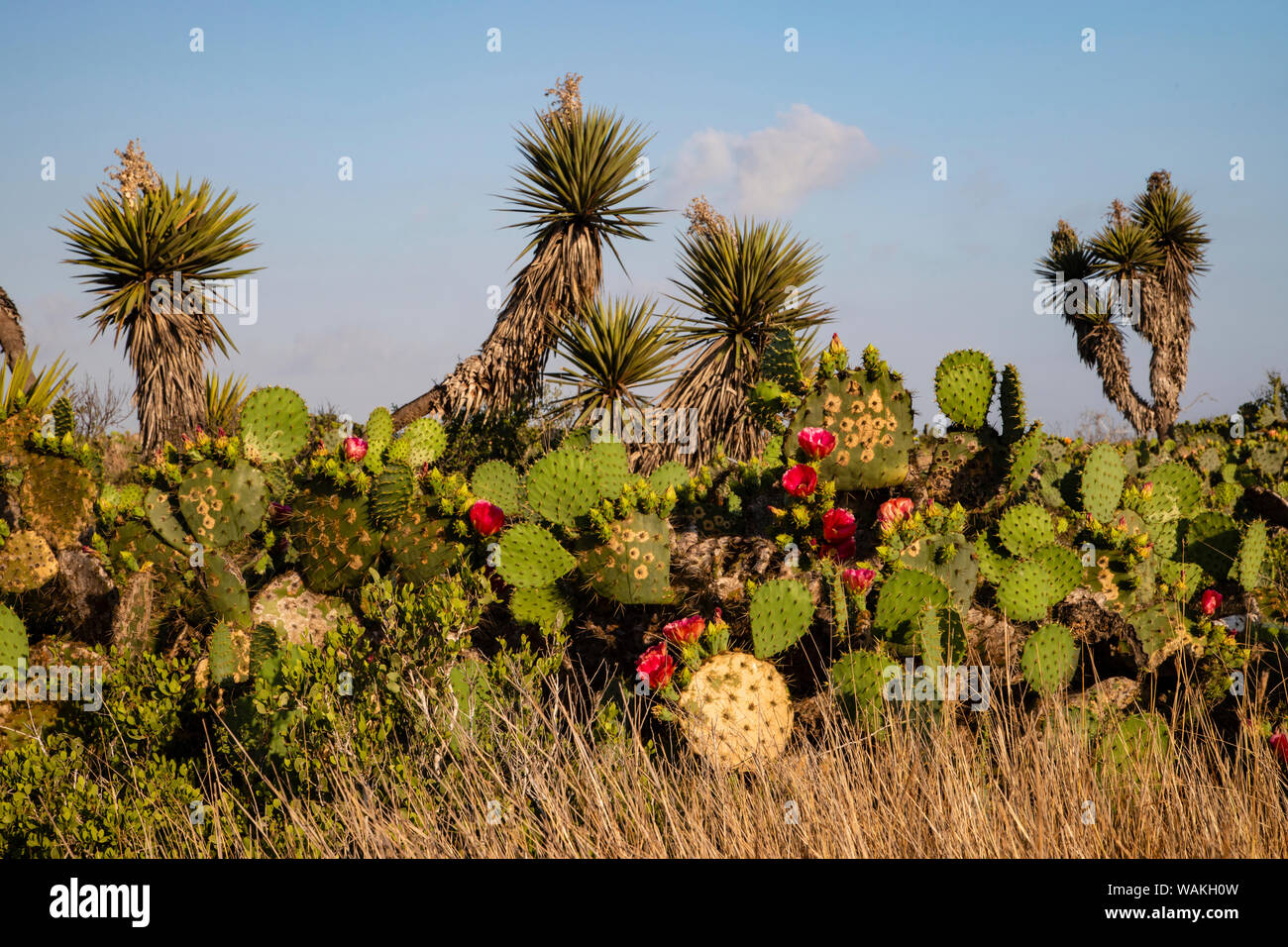 Feigenkaktus (Opuntia lindheimeri) Kaktus in der Blüte. Stockfoto