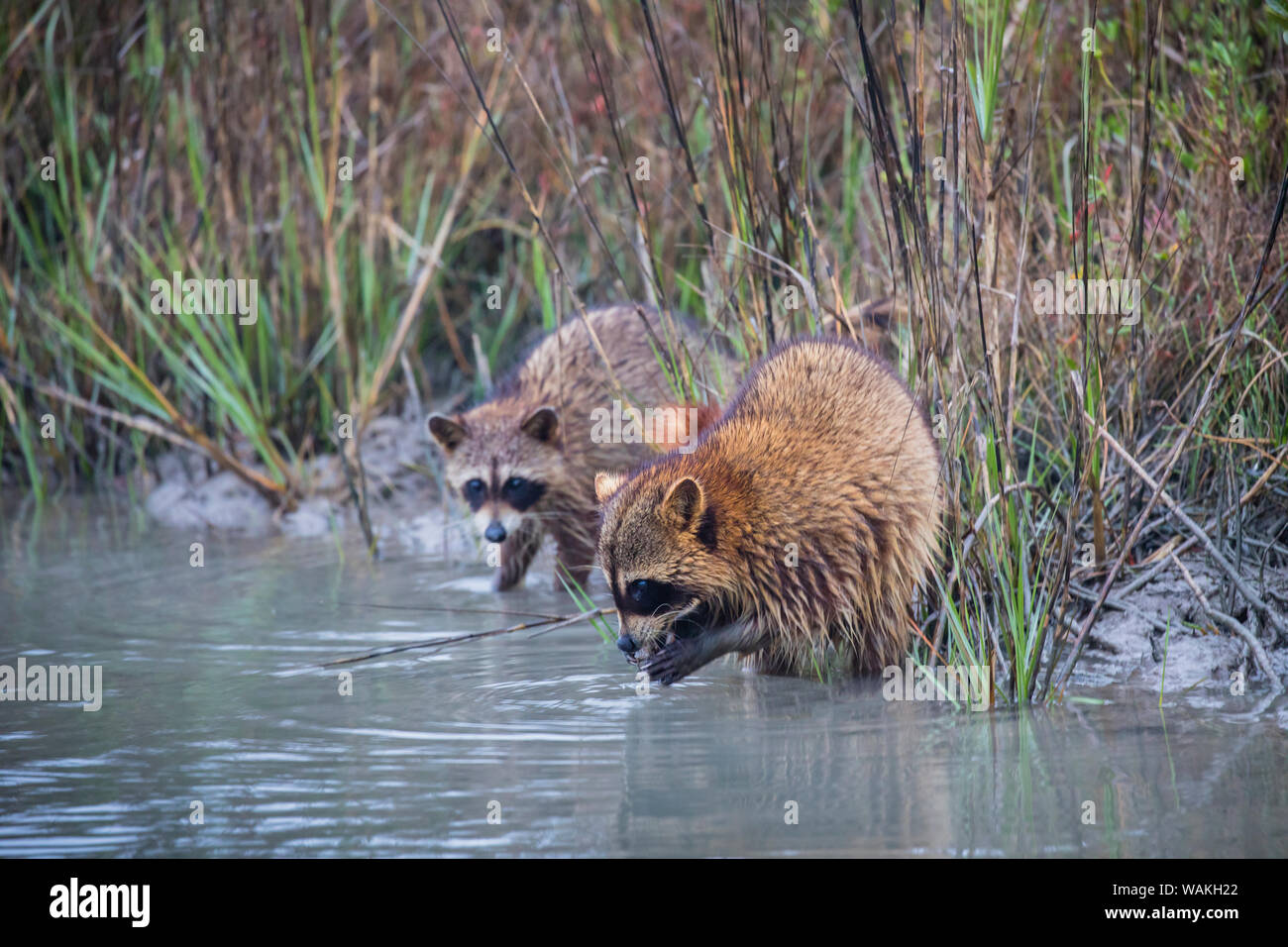 Waschbären füttern Fotos und Bildmaterial in hoher Auflösung Alamy