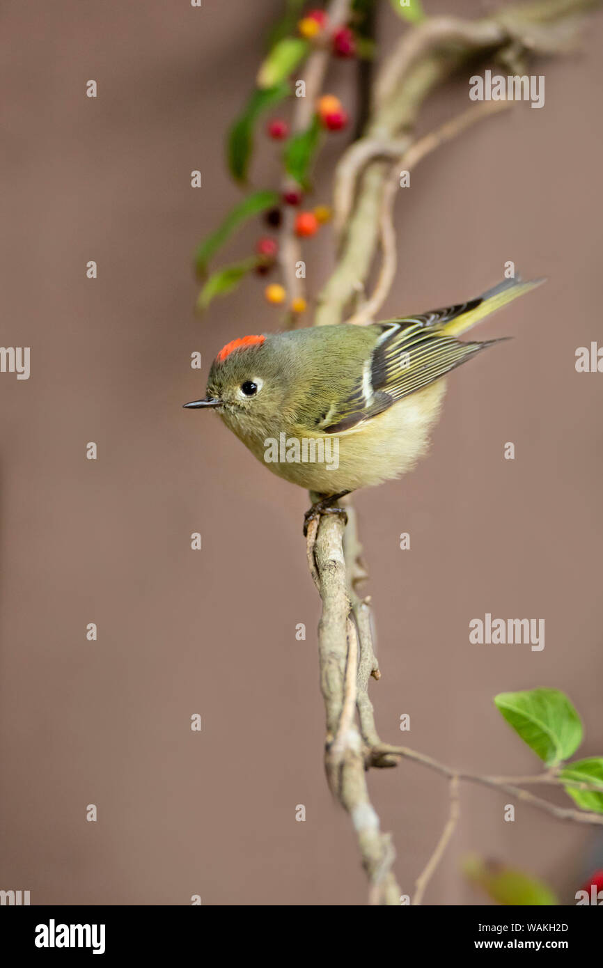 Ruby - gekrönte kinglet (Regulus calendula) thront. Stockfoto