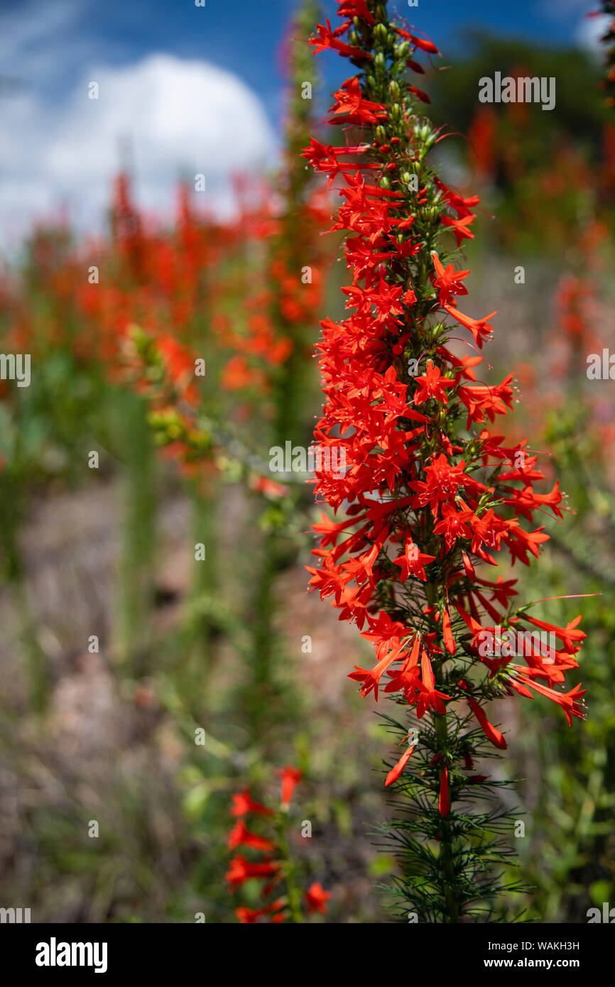 Ständigen Zypresse (Ipomopsis rubra) oder Texas plume am Straßenrand. Stockfoto