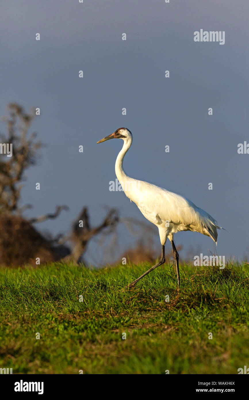 Schreikraniche (Grus americana) subadult Fütterung im upland Wiese. Stockfoto