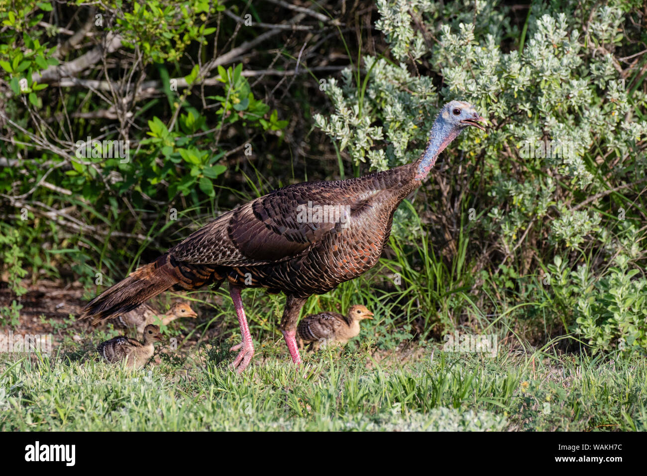 Wilder Truthahn (Meleagris gallopavo) Henne mit poults. Stockfoto