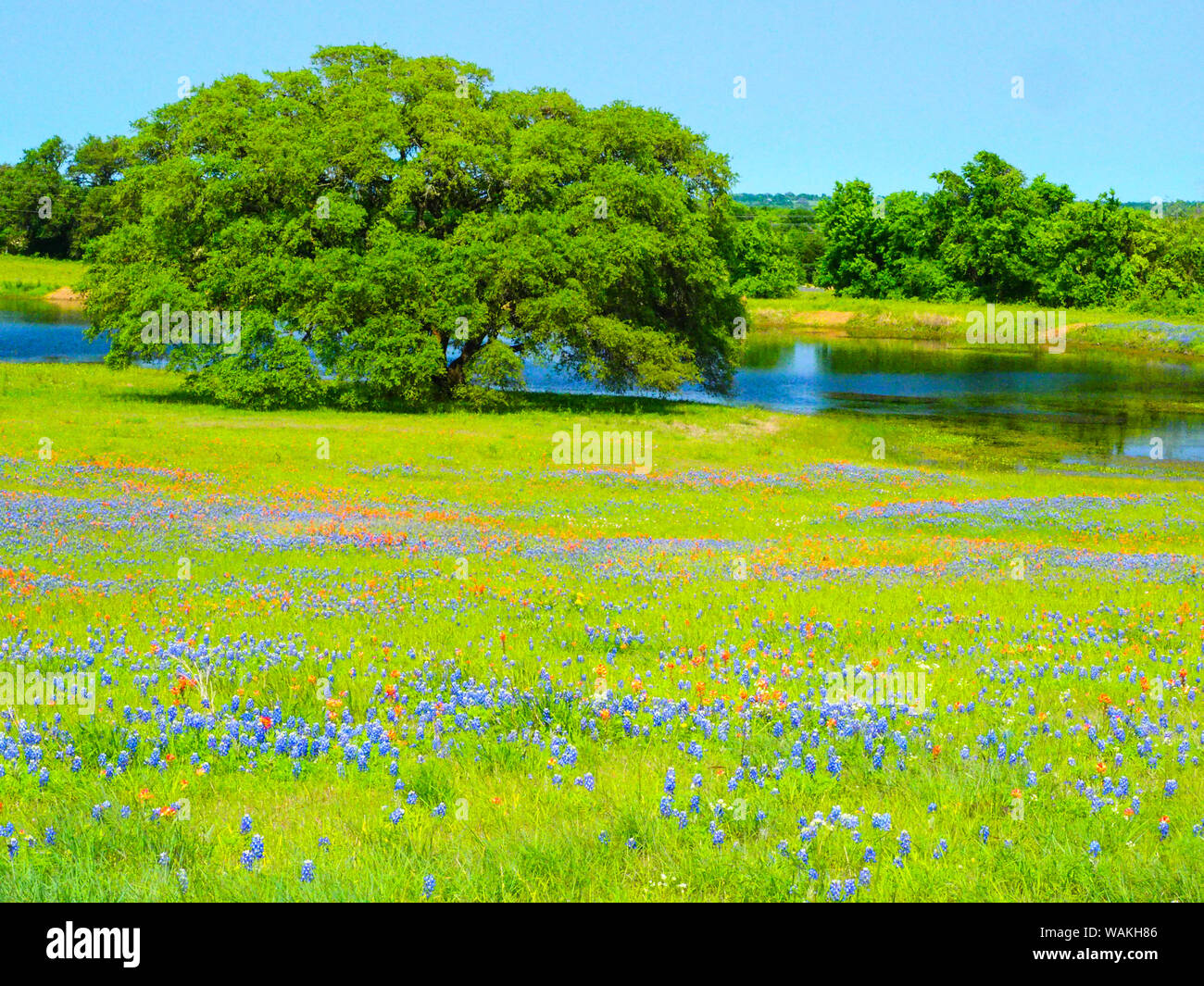 Frühling wildflower Feld in der Nähe von Unabhängigkeit und Highway 390 mit Eiche und Teich Stockfoto