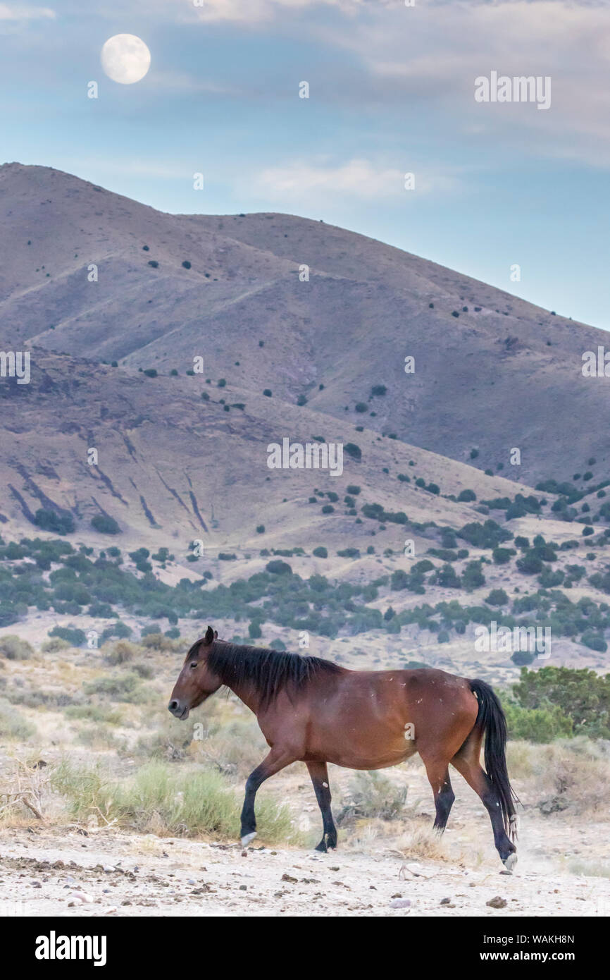 USA, Utah, Tooele County. Wild Horse und Vollmond. Credit: Cathy und Gordon Illg/Jaynes Galerie/DanitaDelimont.com Stockfoto