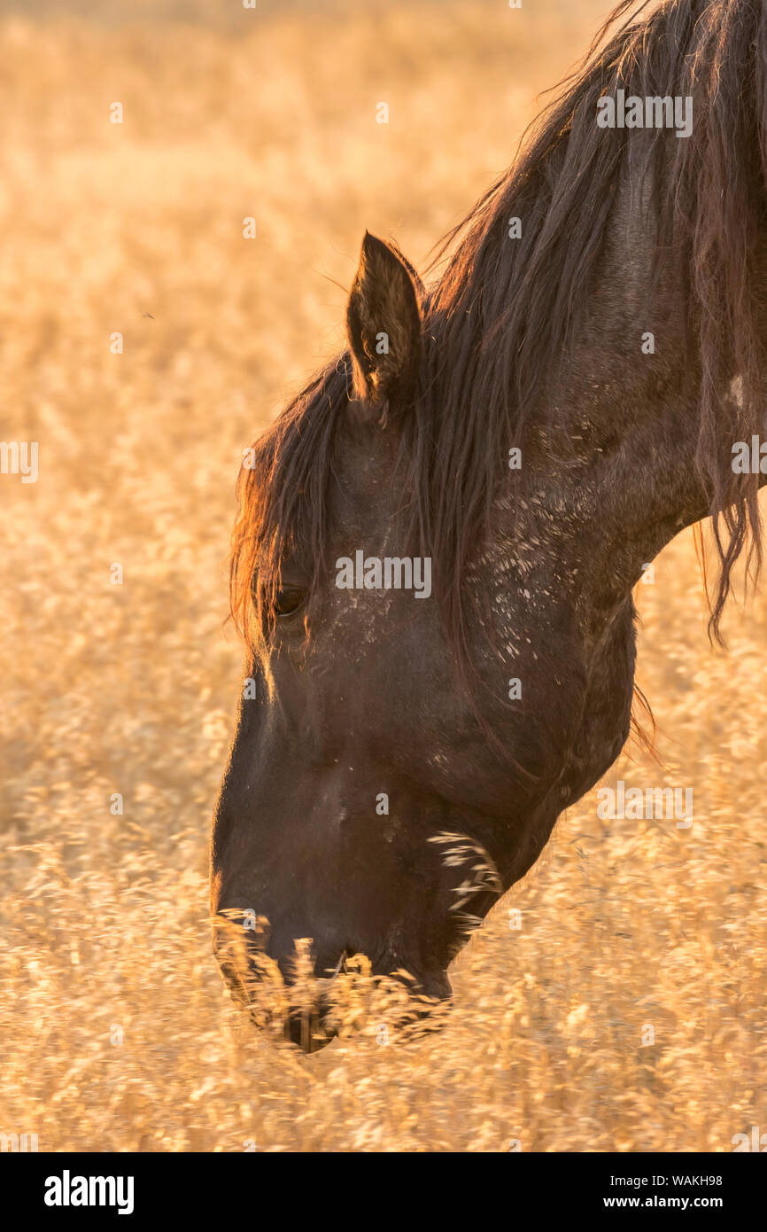 USA, Utah, Tooele County. Wild Horse Head close-up bei Sonnenaufgang. Credit: Cathy und Gordon Illg/Jaynes Galerie/DanitaDelimont.com Stockfoto