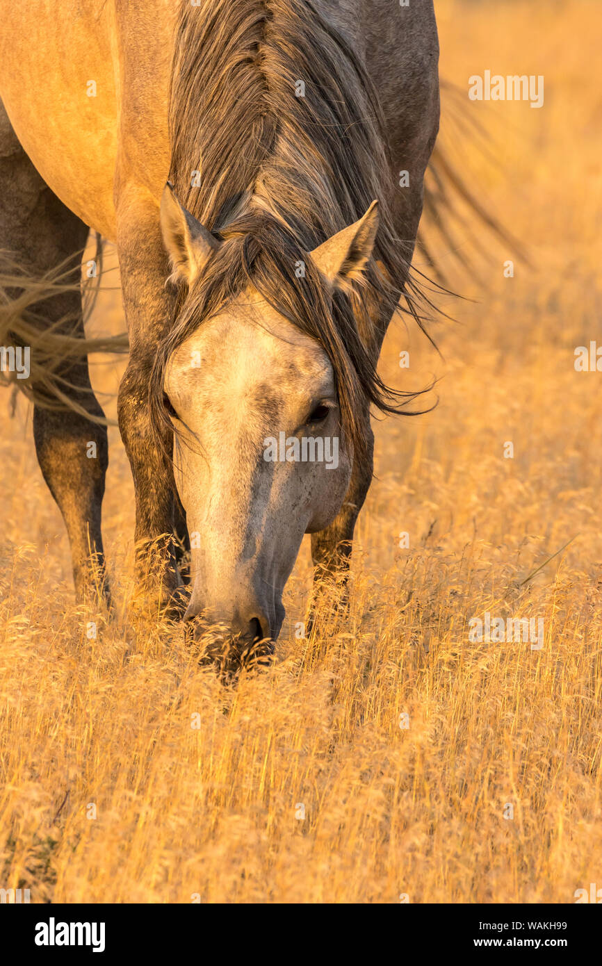 USA, Utah, Tooele County. Wild Horse Head close-up bei Sonnenaufgang. Credit: Cathy und Gordon Illg/Jaynes Galerie/DanitaDelimont.com Stockfoto