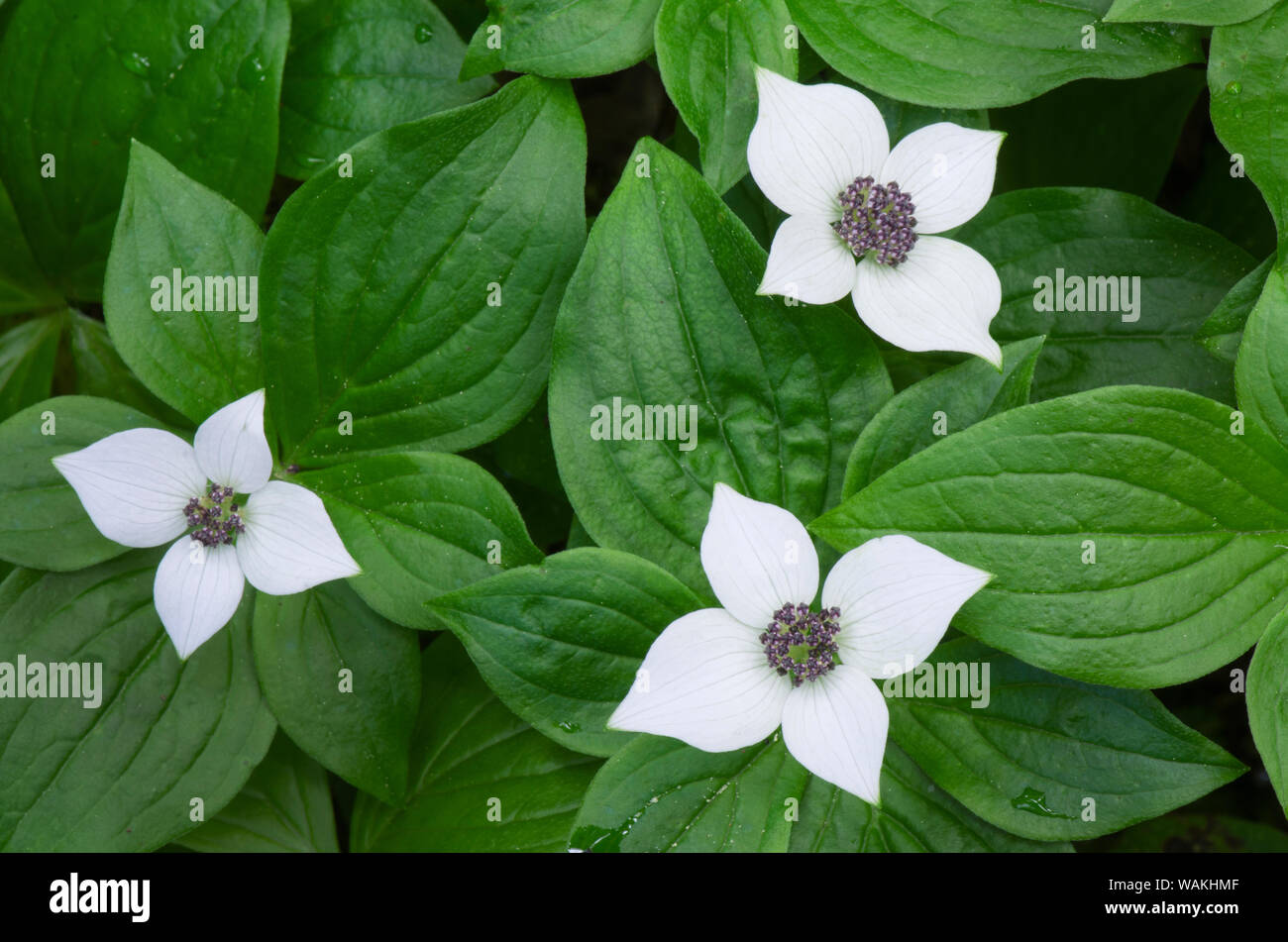 Bunchberry (Cornus Canadensis) Stockfoto