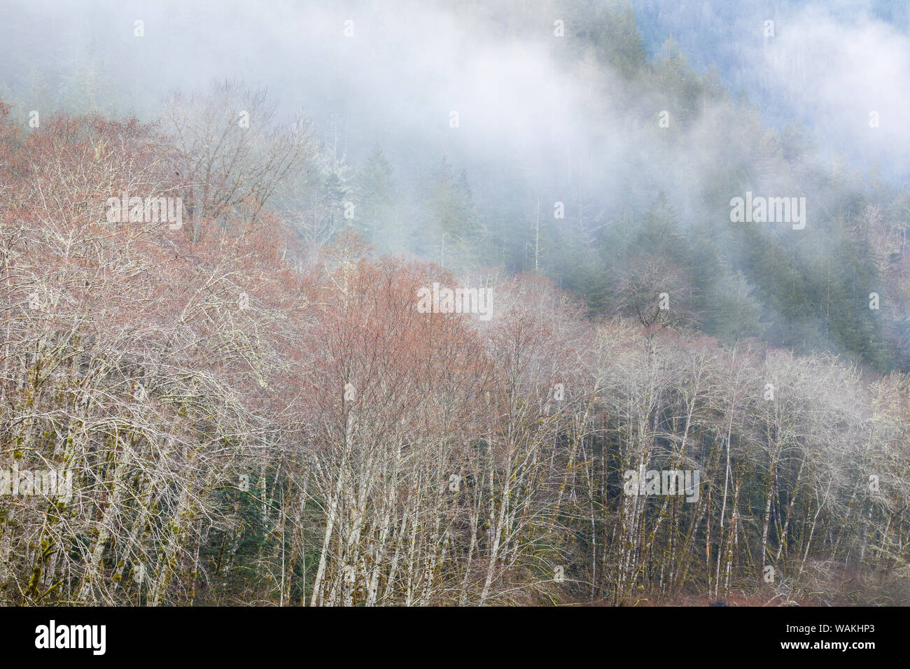 USA, Washington State, Olympic National Forest. Nebel und Wald im Winter. Credit: Don Paulson/Jaynes Galerie/DanitaDelimont.com Stockfoto