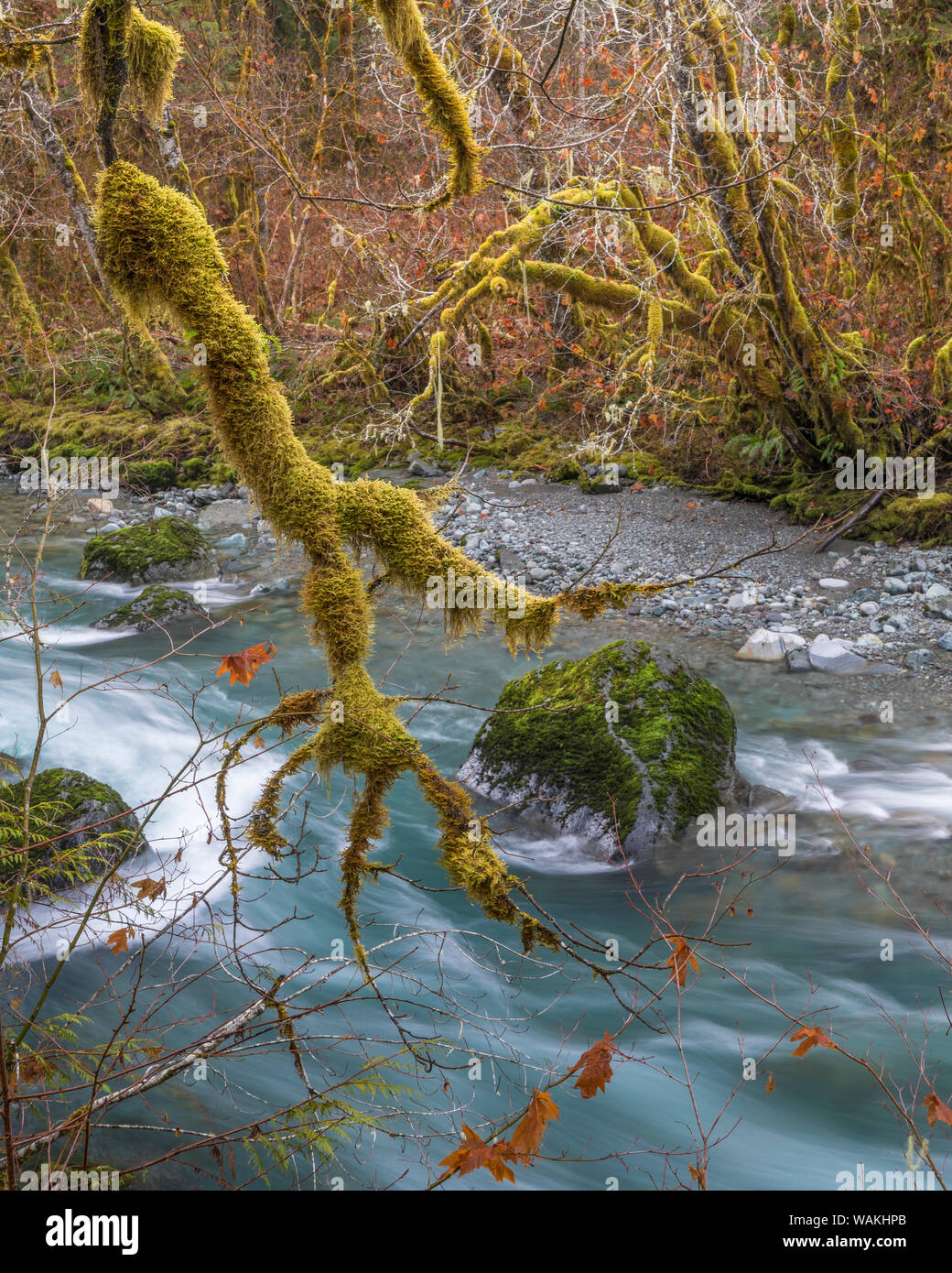 USA, Washington State, Olympic National Forest. Fluss und bemoosten Bäume. Credit: Don Paulson/Jaynes Galerie/DanitaDelimont.com Stockfoto