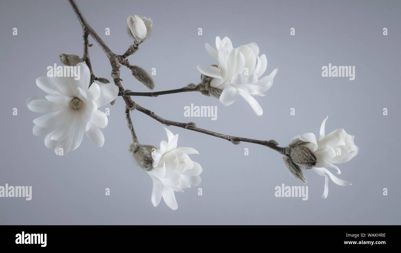 USA, Washington State, seabeck. White Magnolia Blumen und Zweige. Credit: Don Paulson/Jaynes Galerie/DanitaDelimont.com Stockfoto