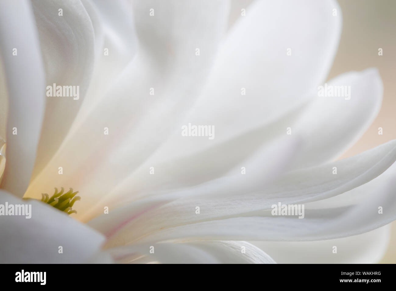 USA, Washington State, seabeck. White Magnolia Flower Detail. Credit: Don Paulson/Jaynes Galerie/DanitaDelimont.com Stockfoto