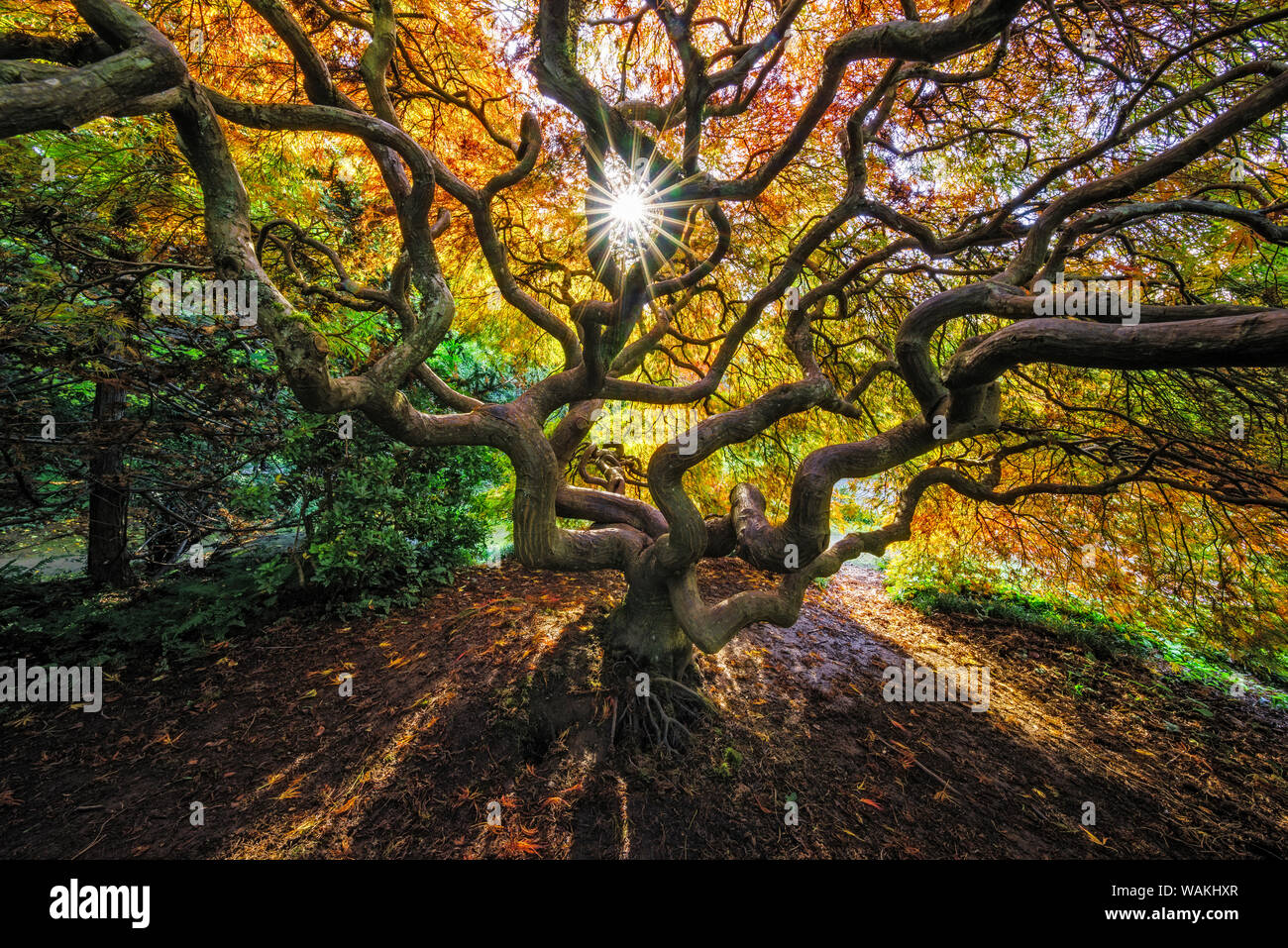 USA, Washington, Seattle. Japanischer Ahorn in Kubota Gardens Park. Kredit als: Jim Nilsen/Jaynes Galerie/DanitaDelimont.com Stockfoto