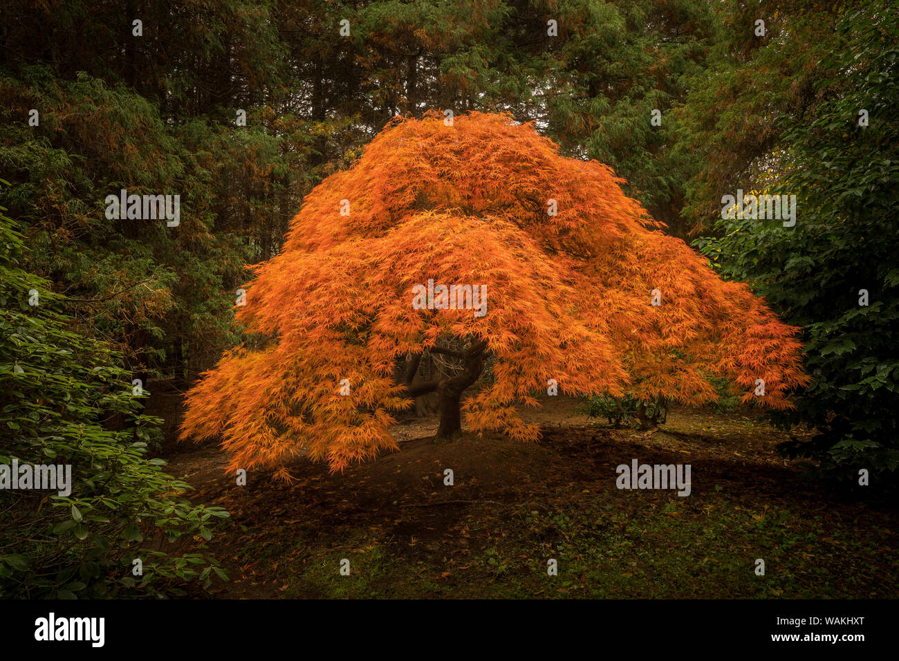 USA, Washington, Seattle, Kubota Gärten. Japanischer Ahorn im Herbst Farben. Kredit als: Jim Nilsen/Jaynes Galerie/DanitaDelimont.com Stockfoto