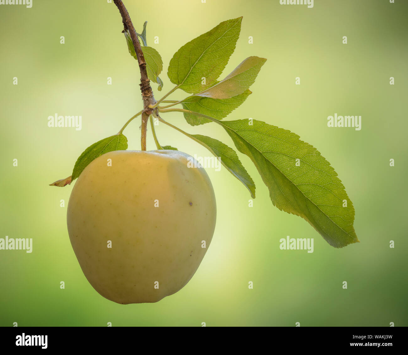 USA, Washington State, seabeck. Golden Delicious Apfel close-up. Credit: Don Paulson/Jaynes Galerie/DanitaDelimont.com Stockfoto
