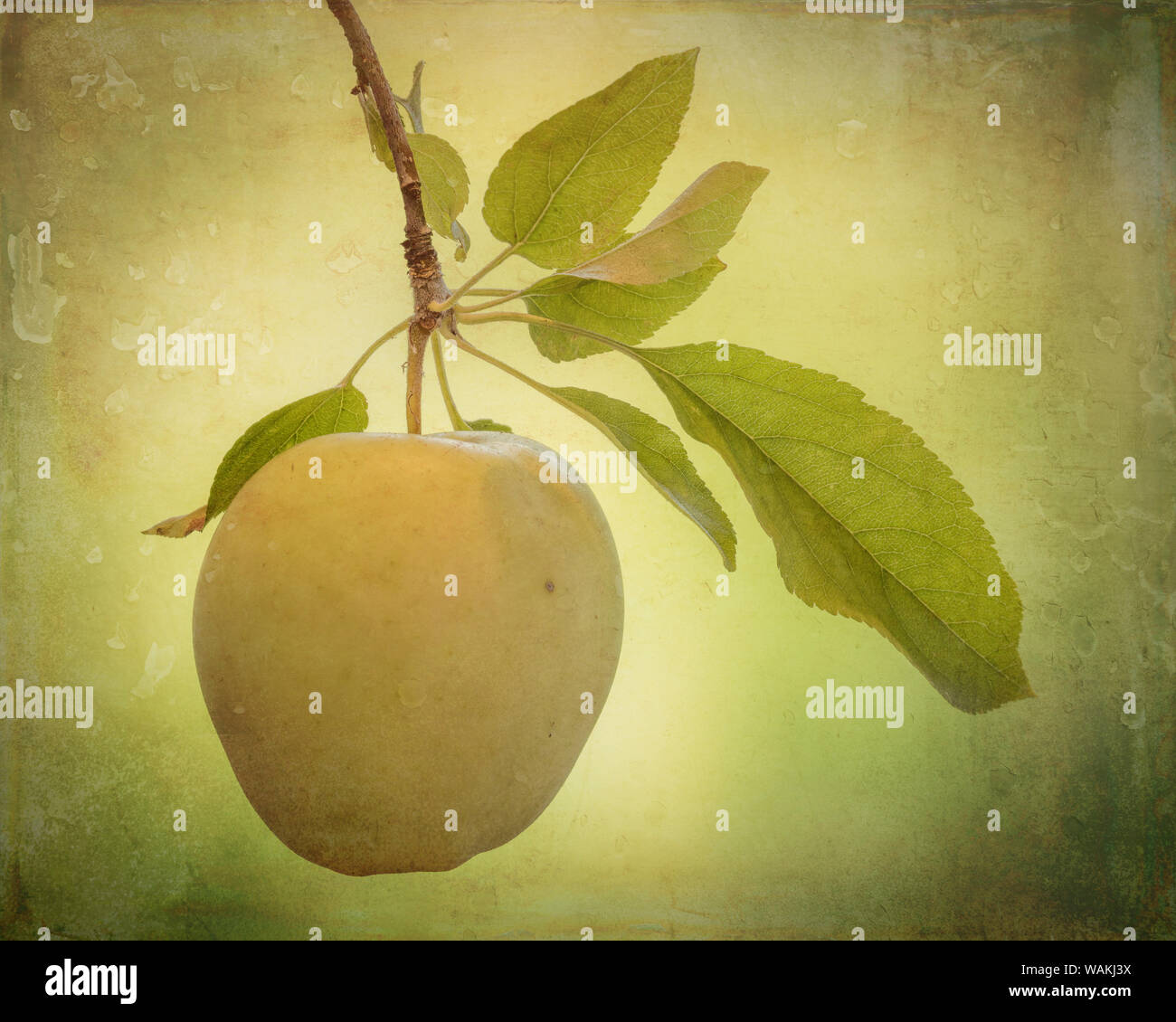 USA, Washington State, seabeck. Golden Delicious Apfel close-up. Credit: Don Paulson/Jaynes Galerie/DanitaDelimont.com Stockfoto