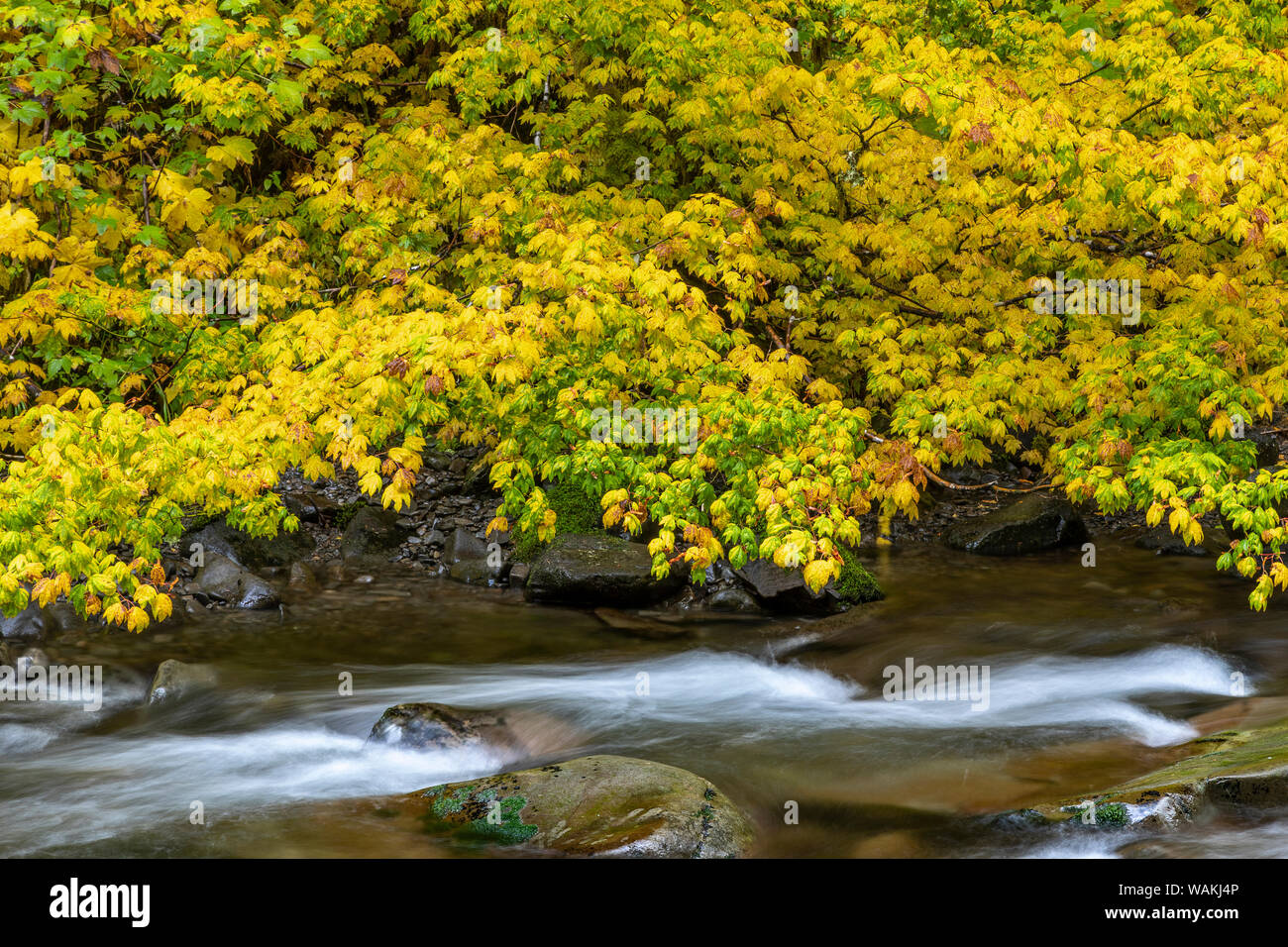 USA, Washington State, Olympic National Park. Weinstock ahornhölzer Überhang und Sol Duc Fluss im Herbst. Credit: Don Paulson/Jaynes Galerie/DanitaDelimont.com Stockfoto