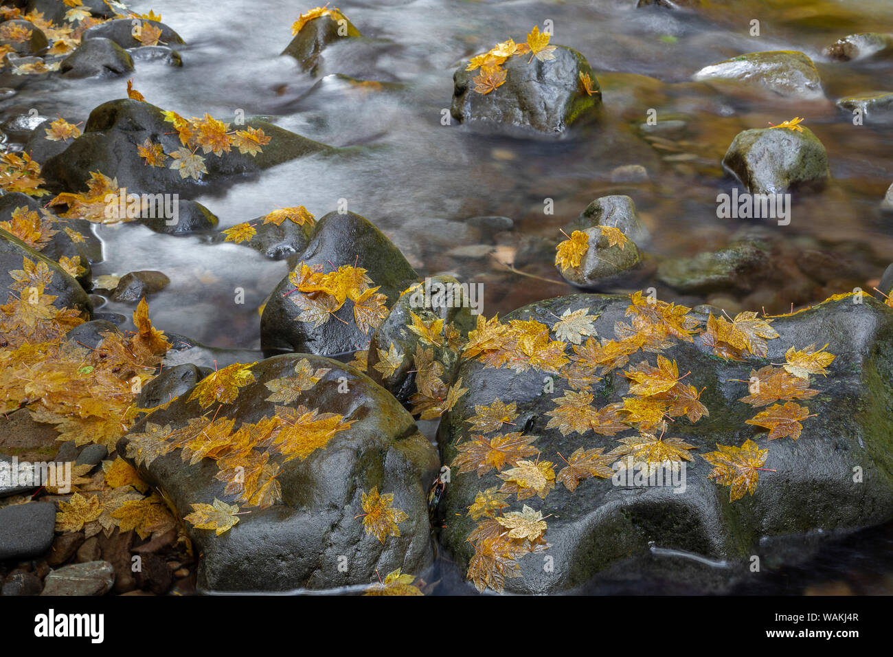 USA, Washington State, Olympic National Park. Weinstock Ahornblätter auf Sol Duc Fluss Felsen. Credit: Don Paulson/Jaynes Galerie/DanitaDelimont.com Stockfoto