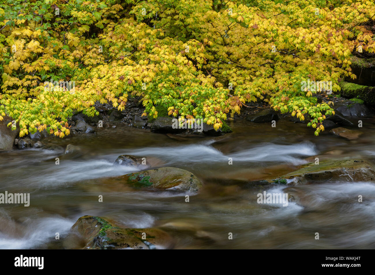 USA, Washington State, Olympic National Park. Weinstock ahornhölzer Überhang und Sol Duc Fluss im Herbst. Credit: Don Paulson/Jaynes Galerie/DanitaDelimont.com Stockfoto