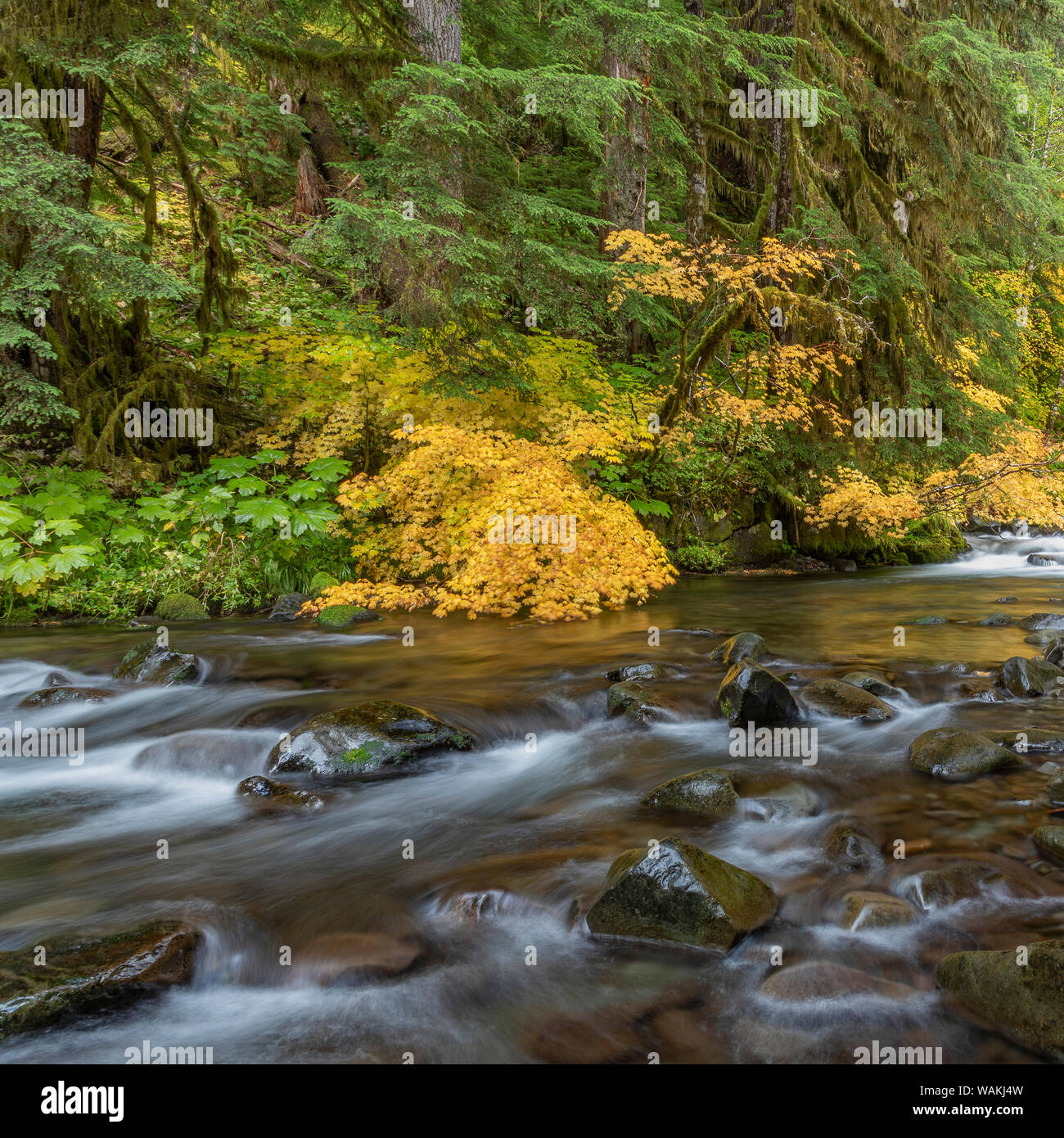 USA, Washington State, Olympic National Park. Weinstock Ahorn und Sol Duc Fluss im Herbst. Credit: Don Paulson/Jaynes Galerie/DanitaDelimont.com Stockfoto