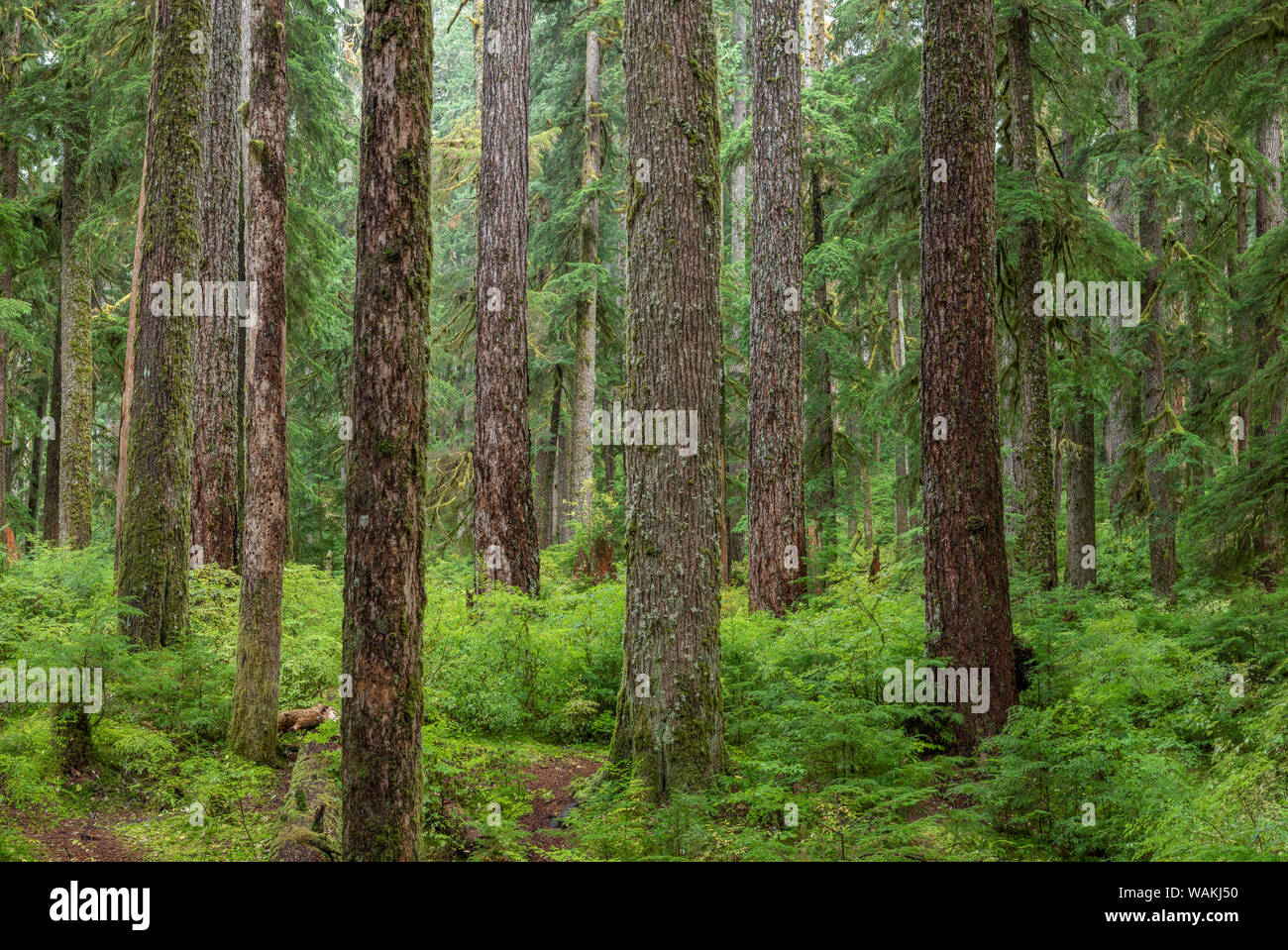 USA, Washington State, Olympic National Park. Wald Scenic. Credit: Don Paulson/Jaynes Galerie/DanitaDelimont.com Stockfoto