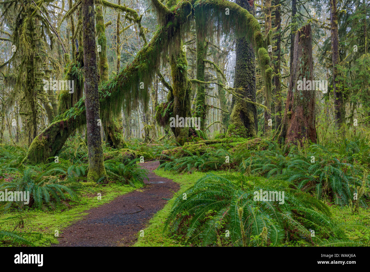 Moosige üppigen Wald entlang der Ahorn Glade Trail in der quinault Rain Forest im Olympic National Park, Washington State, USA Stockfoto