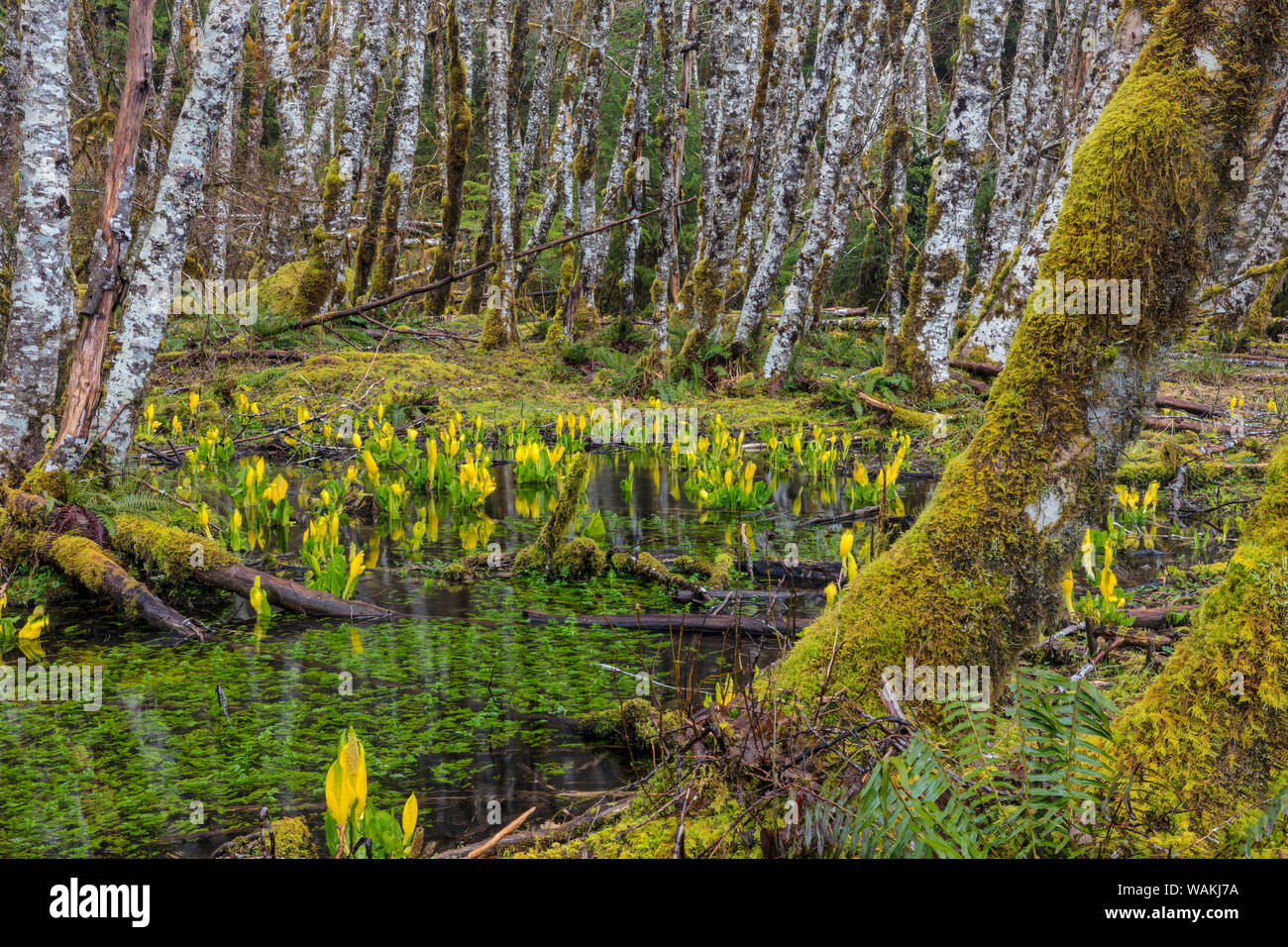 Skunk cabbage und Erle Wald in den Sol Duc Tal der Olympic National Park, Washington State, USA Stockfoto