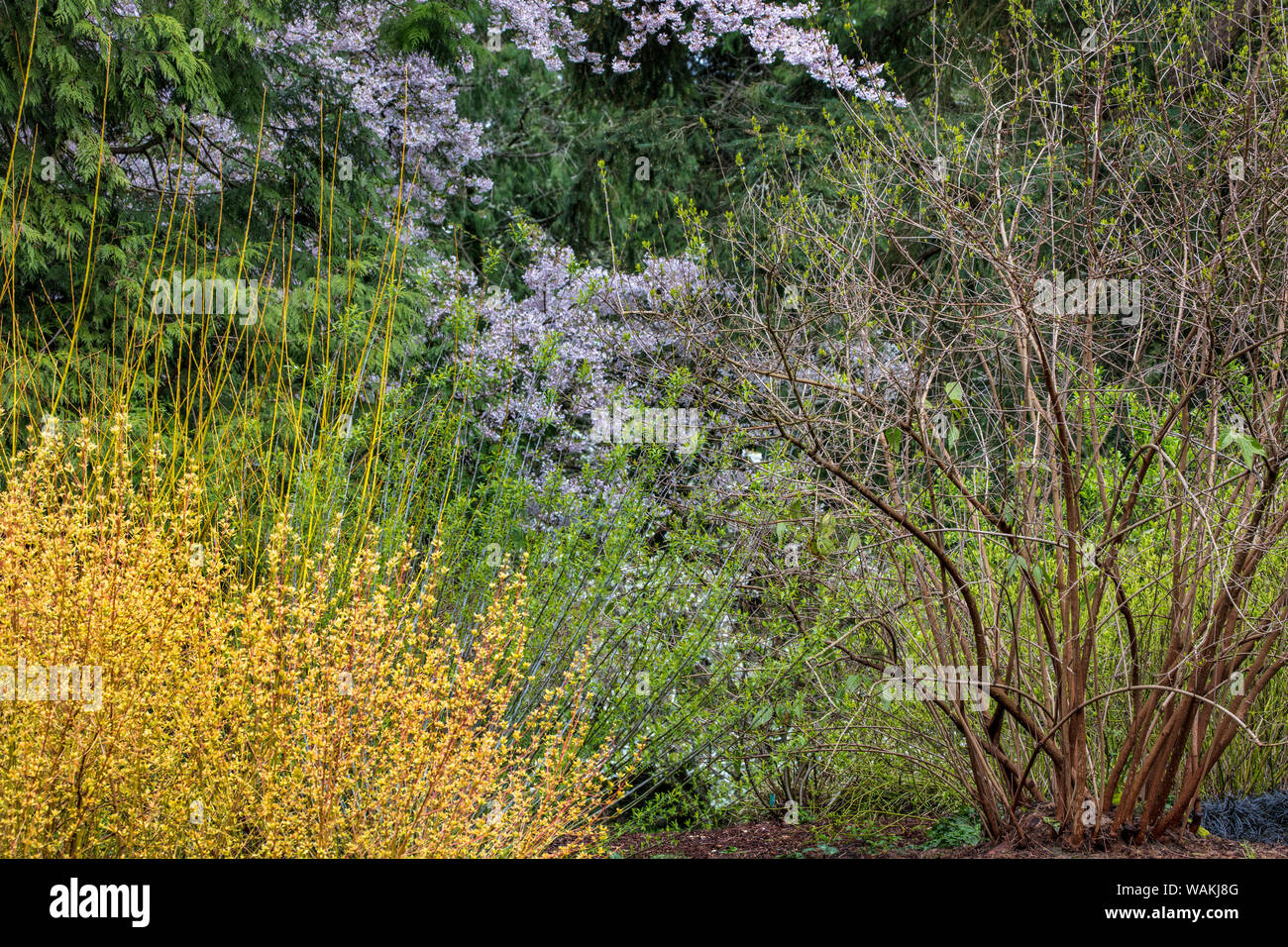 Frühjahrsblüte im Arboretum in Seattle, Washington State, USA Stockfoto