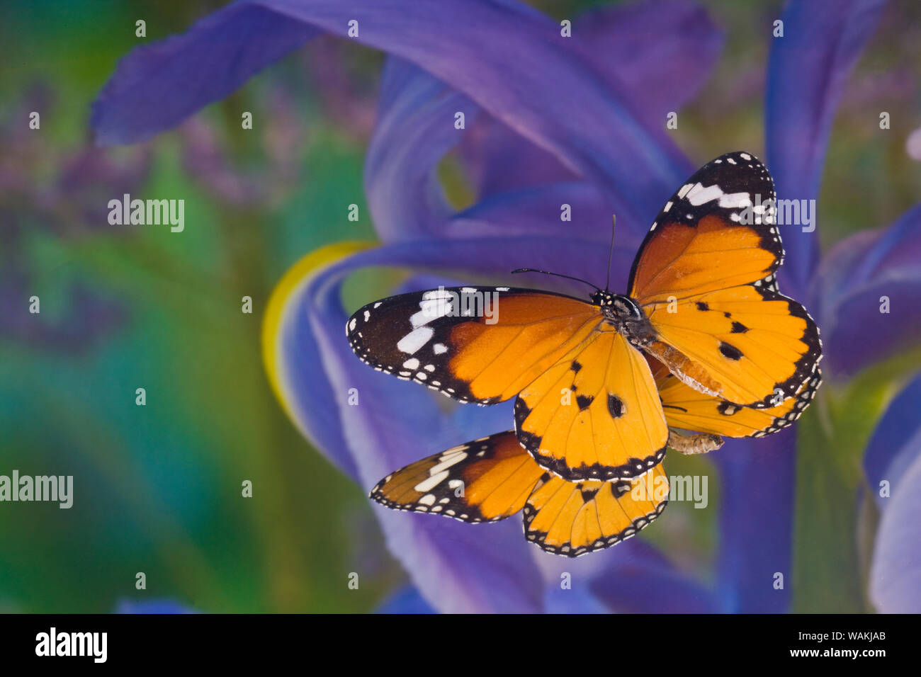 Butterfly, Danaus chrysippus, Reflexion zusammen mit Blue Dutch Iris Stockfoto