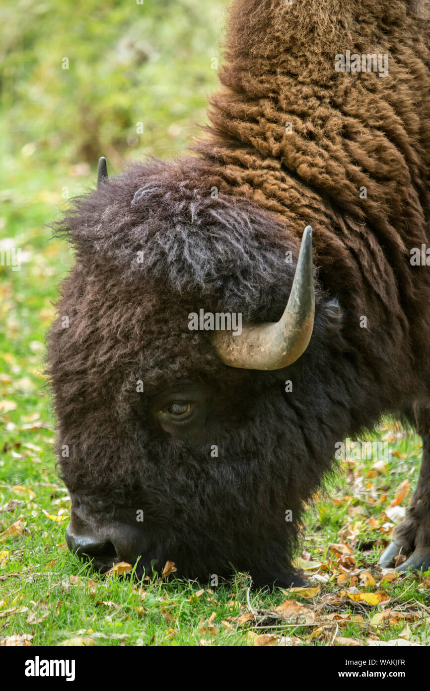 Eatonville, Washington State, USA. Porträt einer amerikanischen Bison essen Gras in Northwest Trek Wildlife Park. Stockfoto