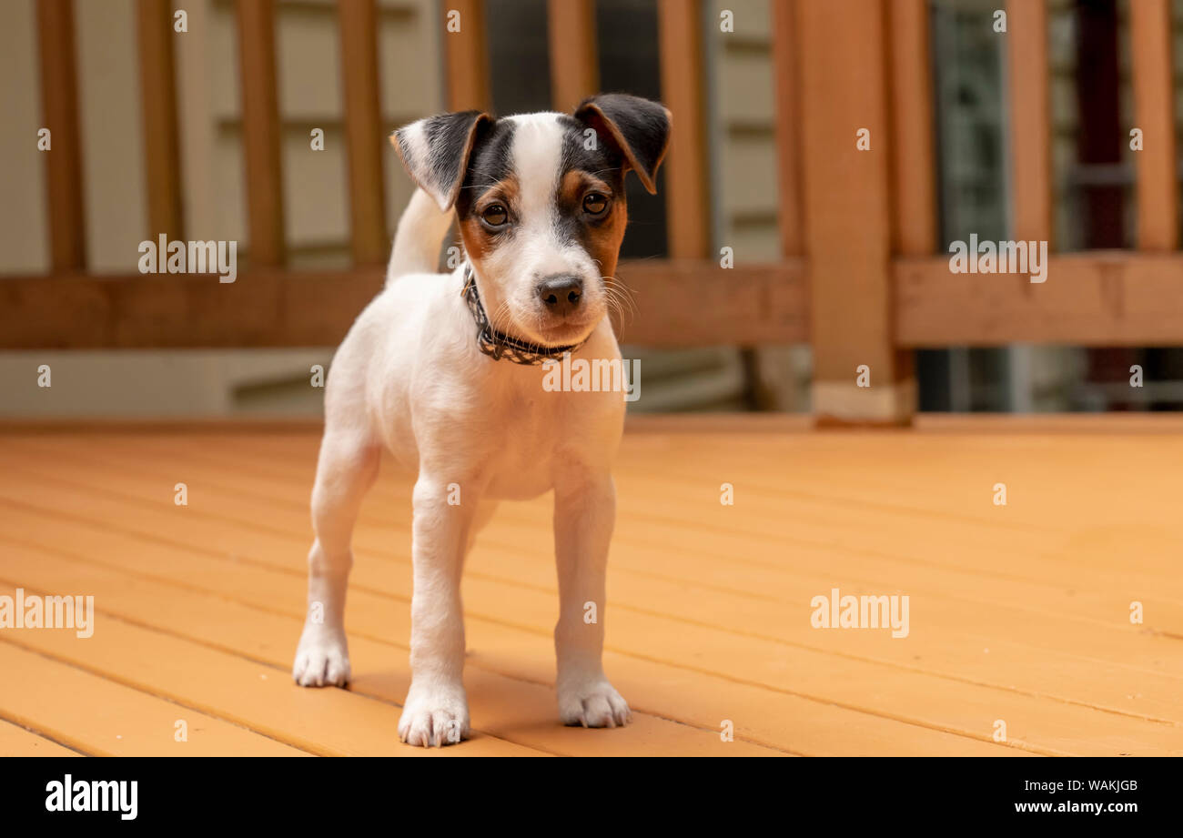 Issaquah, USA. Zwei Monate alten Jack Russell Terrier stehend auf seinem Deck. (PR) Stockfoto